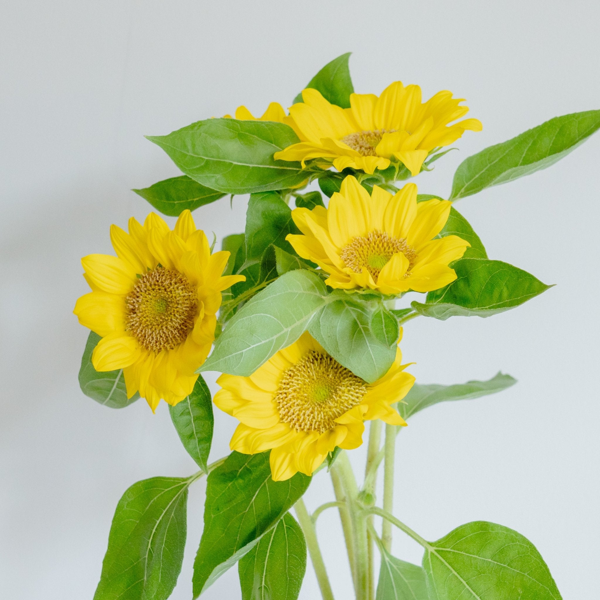 【数量限定】ひまわりおまかせ10本セットをオーダーするならFlower&amp;Plants tette │ 「手から手へ、想いを運ぶフラワーショップ」【板橋駅徒歩4分】【熟練フローリスト夫婦が運営】【最短2営業日で発送】【24時間365日注文OK】【ギフトは3300円〜】フラワーギフトを手から手へ、想いを込めたブーケやアレンジメントで大切な人に感謝と愛情を。シーンや用途に合わせて選びやすい豊富な種