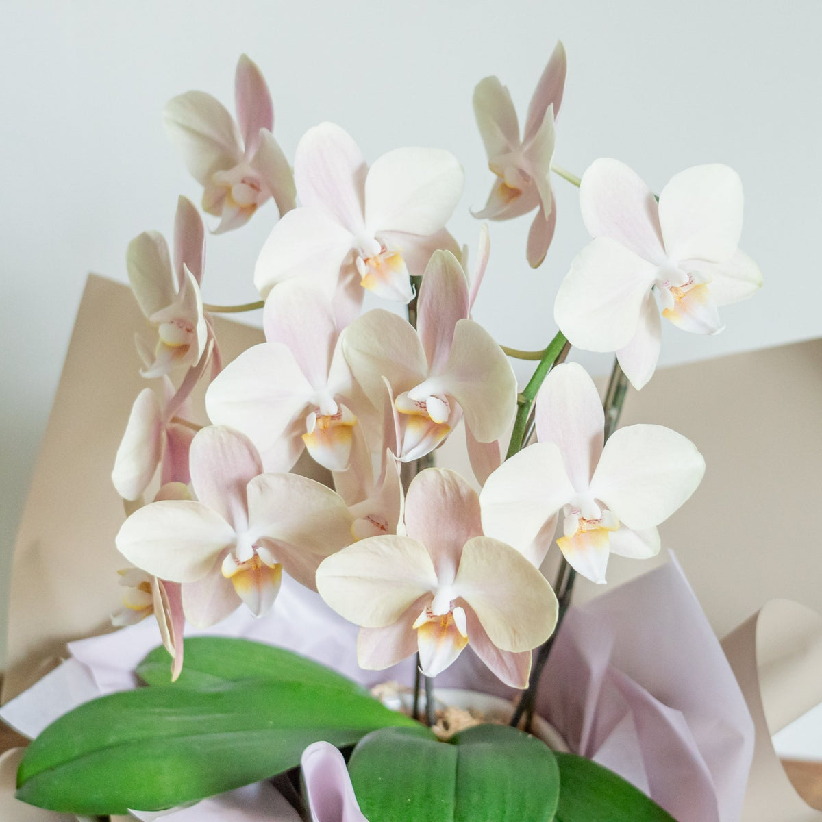 ミニ胡蝶蘭 白２本立ちをオーダーするならFlower&amp;Plants tette │ 「手から手へ、想いを運ぶフラワーショップ」【板橋駅徒歩4分】【熟練フローリスト夫婦が運営】【最短2営業日で発送】【24時間365日注文OK】【ギフトは3300円〜】フラワーギフトを手から手へ、想いを込めたブーケやアレンジメントで大切な人に感謝と愛情を。シーンや用途に合わせて選びやすい豊富な種