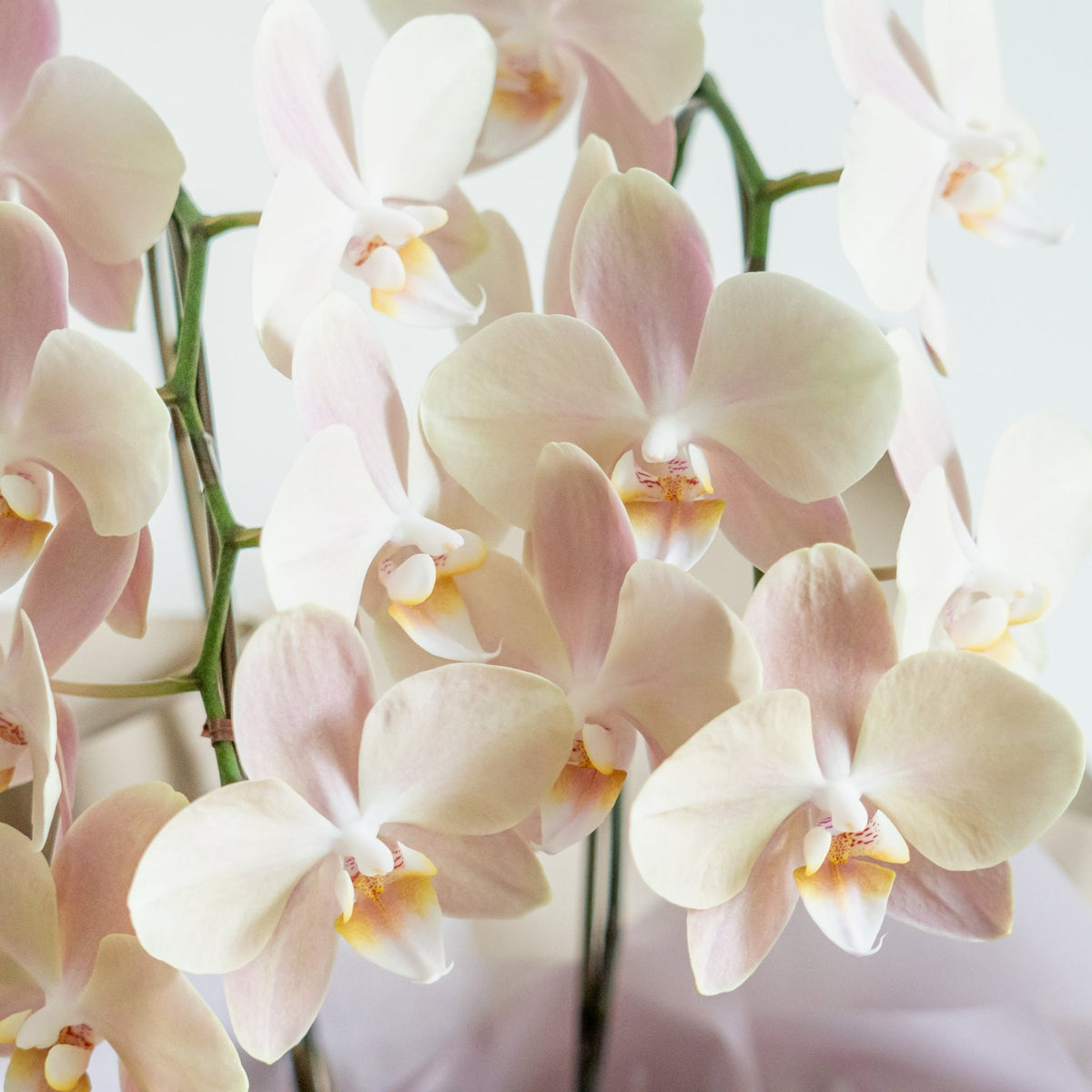ミニ胡蝶蘭 白２本立ちをオーダーするならFlower&amp;Plants tette │ 「手から手へ、想いを運ぶフラワーショップ」【板橋駅徒歩4分】【熟練フローリスト夫婦が運営】【最短2営業日で発送】【24時間365日注文OK】【ギフトは3300円〜】フラワーギフトを手から手へ、想いを込めたブーケやアレンジメントで大切な人に感謝と愛情を。シーンや用途に合わせて選びやすい豊富な種