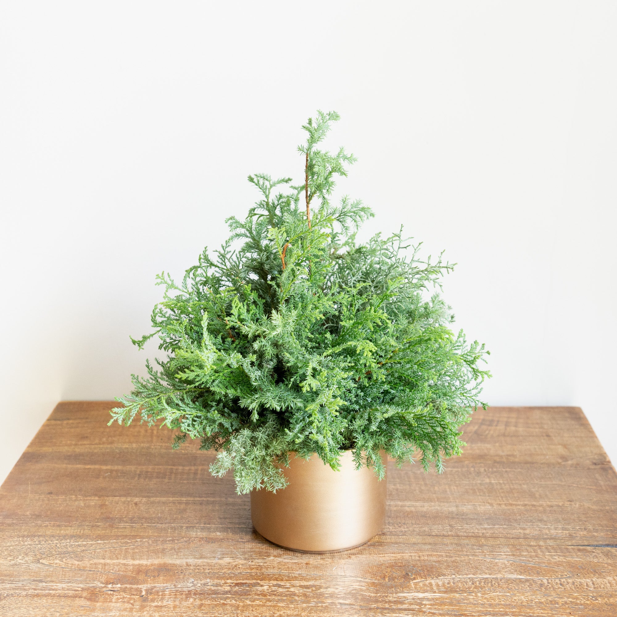 グリーンクリスマスツリーアレンジメント2024をオーダーするならFlower&amp;Plants tette │ 「手から手へ、想いを運ぶフラワーショップ」【板橋駅徒歩4分】【熟練フローリスト夫婦が運営】【最短2営業日で発送】【24時間365日注文OK】【ギフトは3300円〜】フラワーギフトを手から手へ、想いを込めたブーケやアレンジメントで大切な人に感謝と愛情を。シーンや用途に合わせて選びやすい豊富な種