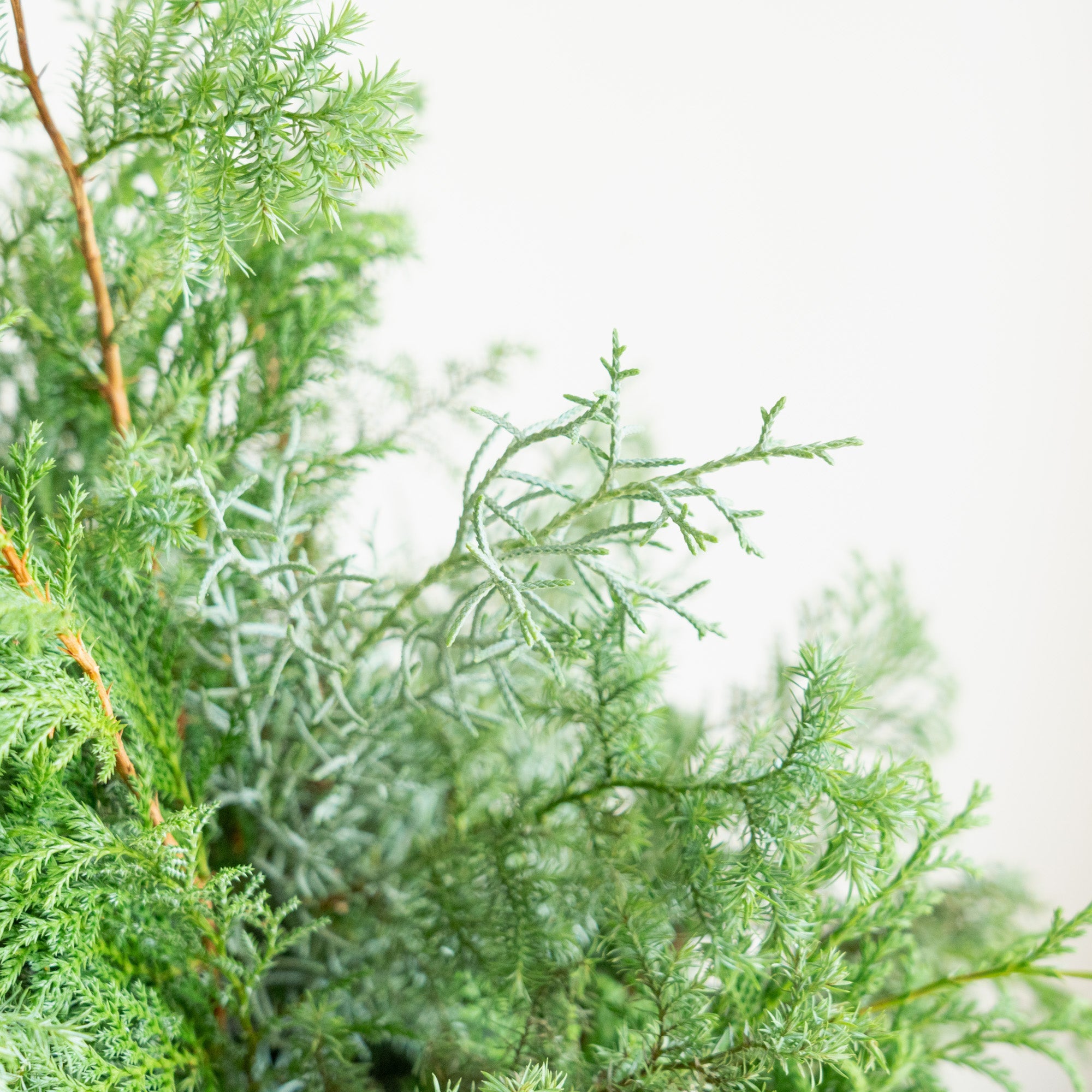 グリーンクリスマスツリーアレンジメント2024をオーダーするならFlower&amp;Plants tette │ 「手から手へ、想いを運ぶフラワーショップ」【板橋駅徒歩4分】【熟練フローリスト夫婦が運営】【最短2営業日で発送】【24時間365日注文OK】【ギフトは3300円〜】フラワーギフトを手から手へ、想いを込めたブーケやアレンジメントで大切な人に感謝と愛情を。シーンや用途に合わせて選びやすい豊富な種