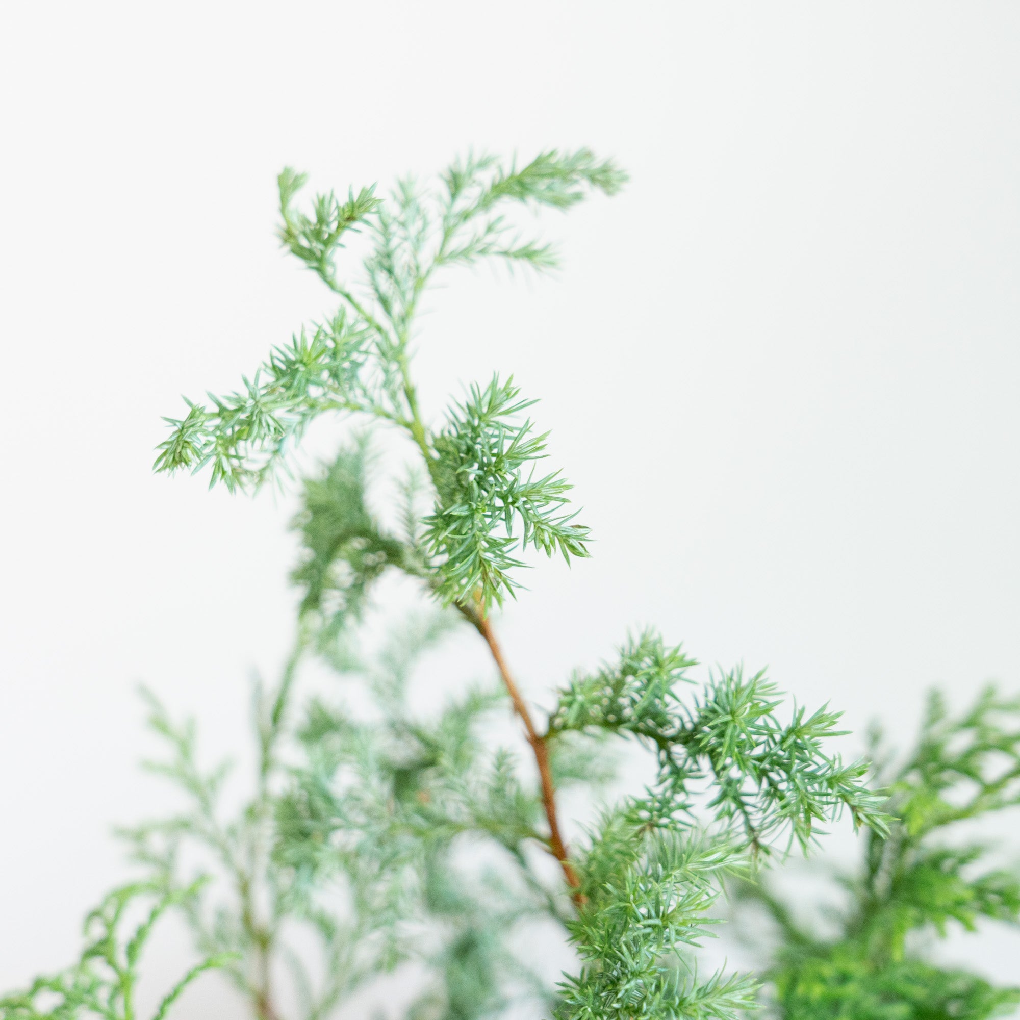 グリーンクリスマスツリーアレンジメント2024をオーダーするならFlower&amp;Plants tette │ 「手から手へ、想いを運ぶフラワーショップ」【板橋駅徒歩4分】【熟練フローリスト夫婦が運営】【最短2営業日で発送】【24時間365日注文OK】【ギフトは3300円〜】フラワーギフトを手から手へ、想いを込めたブーケやアレンジメントで大切な人に感謝と愛情を。シーンや用途に合わせて選びやすい豊富な種