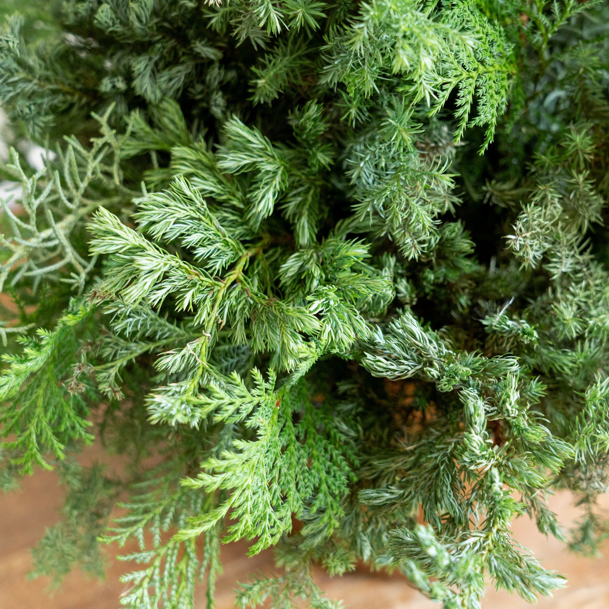 グリーンクリスマスツリーアレンジメント2024をオーダーするならFlower&amp;Plants tette │ 「手から手へ、想いを運ぶフラワーショップ」【板橋駅徒歩4分】【熟練フローリスト夫婦が運営】【最短2営業日で発送】【24時間365日注文OK】【ギフトは3300円〜】フラワーギフトを手から手へ、想いを込めたブーケやアレンジメントで大切な人に感謝と愛情を。シーンや用途に合わせて選びやすい豊富な種