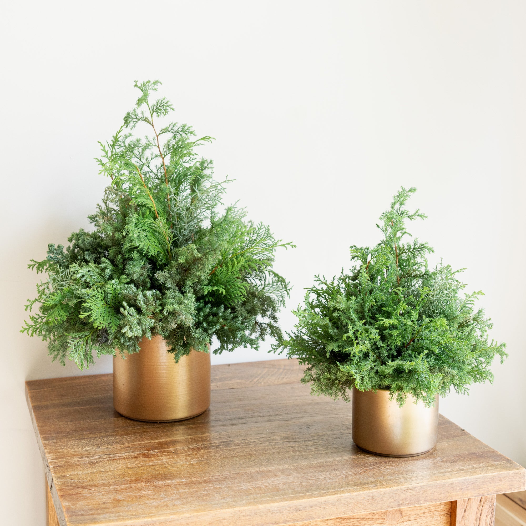 グリーンクリスマスツリーアレンジメント2024をオーダーするならFlower&amp;Plants tette │ 「手から手へ、想いを運ぶフラワーショップ」【板橋駅徒歩4分】【熟練フローリスト夫婦が運営】【最短2営業日で発送】【24時間365日注文OK】【ギフトは3300円〜】フラワーギフトを手から手へ、想いを込めたブーケやアレンジメントで大切な人に感謝と愛情を。シーンや用途に合わせて選びやすい豊富な種