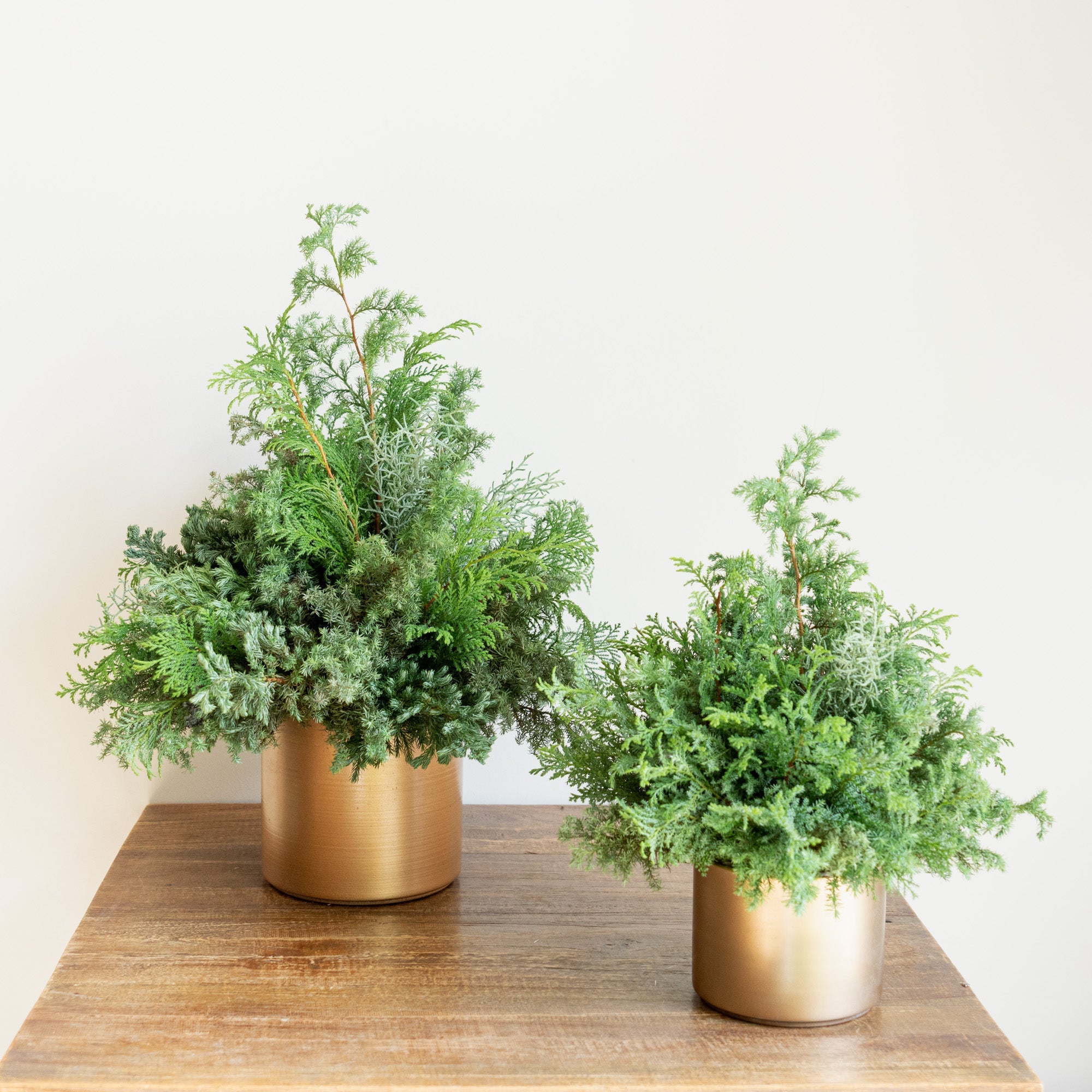 グリーンクリスマスツリーアレンジメント2024をオーダーするならFlower&amp;Plants tette │ 「手から手へ、想いを運ぶフラワーショップ」【板橋駅徒歩4分】【熟練フローリスト夫婦が運営】【最短2営業日で発送】【24時間365日注文OK】【ギフトは3300円〜】フラワーギフトを手から手へ、想いを込めたブーケやアレンジメントで大切な人に感謝と愛情を。シーンや用途に合わせて選びやすい豊富な種
