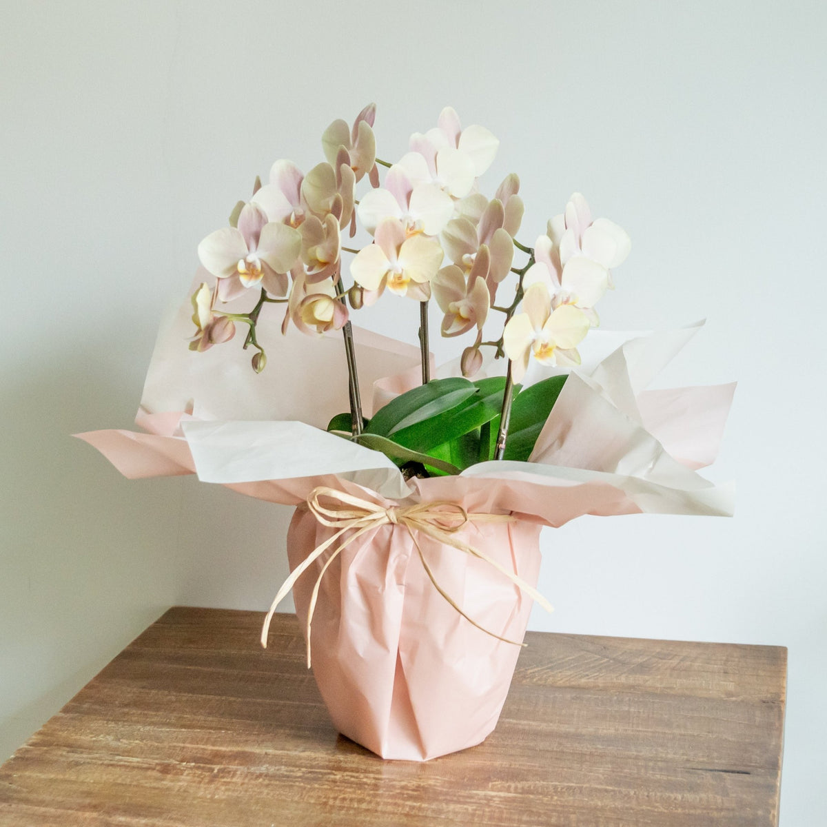 ミニ胡蝶蘭３本立ちをオーダーするならFlower&amp;Plants tette │ 「手から手へ、想いを運ぶフラワーショップ」【板橋駅徒歩4分】【熟練フローリスト夫婦が運営】【最短2営業日で発送】【24時間365日注文OK】【ギフトは3300円〜】フラワーギフトを手から手へ、想いを込めたブーケやアレンジメントで大切な人に感謝と愛情を。シーンや用途に合わせて選びやすい豊富な種