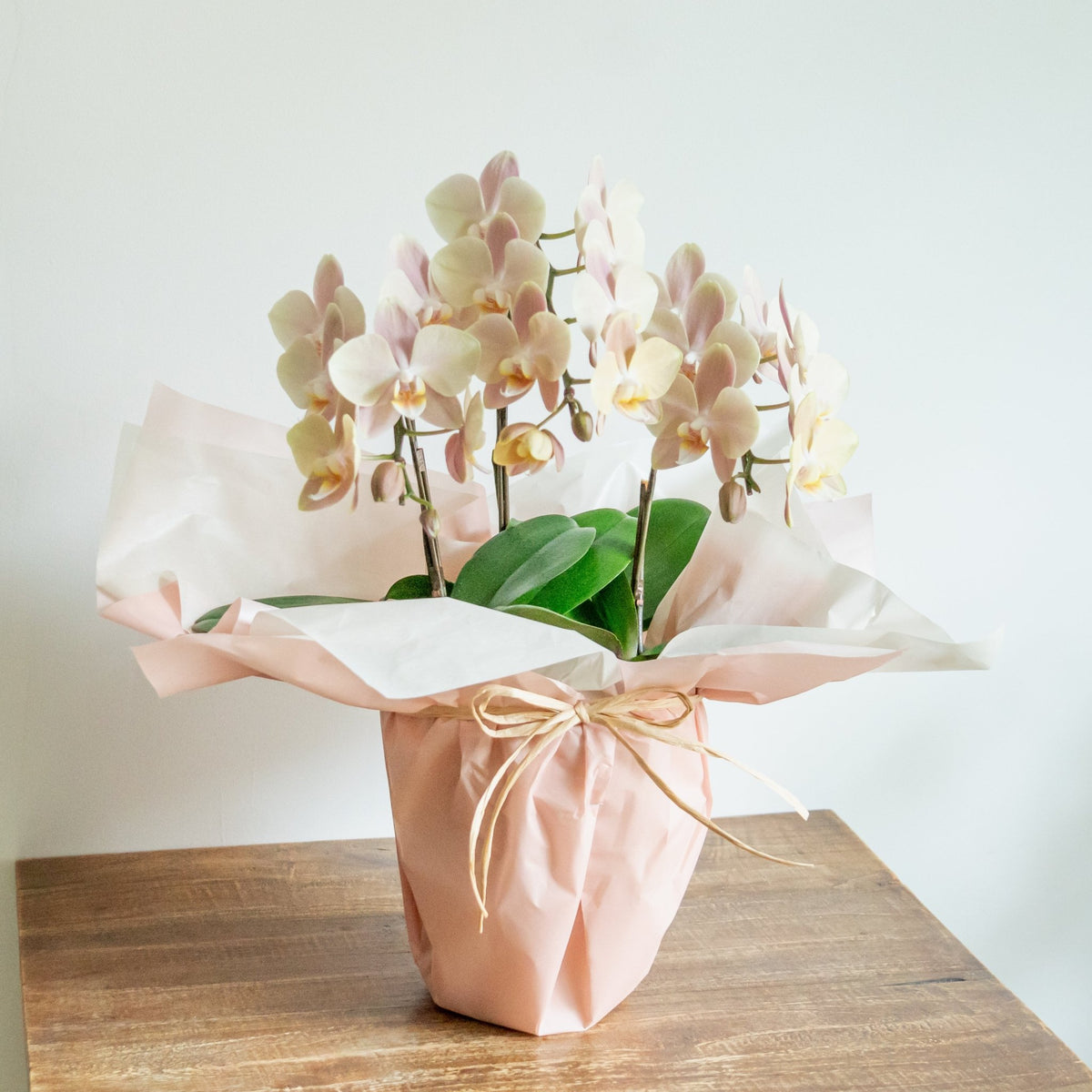 ミニ胡蝶蘭３本立ちをオーダーするならFlower&amp;Plants tette │ 「手から手へ、想いを運ぶフラワーショップ」【板橋駅徒歩4分】【熟練フローリスト夫婦が運営】【最短2営業日で発送】【24時間365日注文OK】【ギフトは3300円〜】フラワーギフトを手から手へ、想いを込めたブーケやアレンジメントで大切な人に感謝と愛情を。シーンや用途に合わせて選びやすい豊富な種