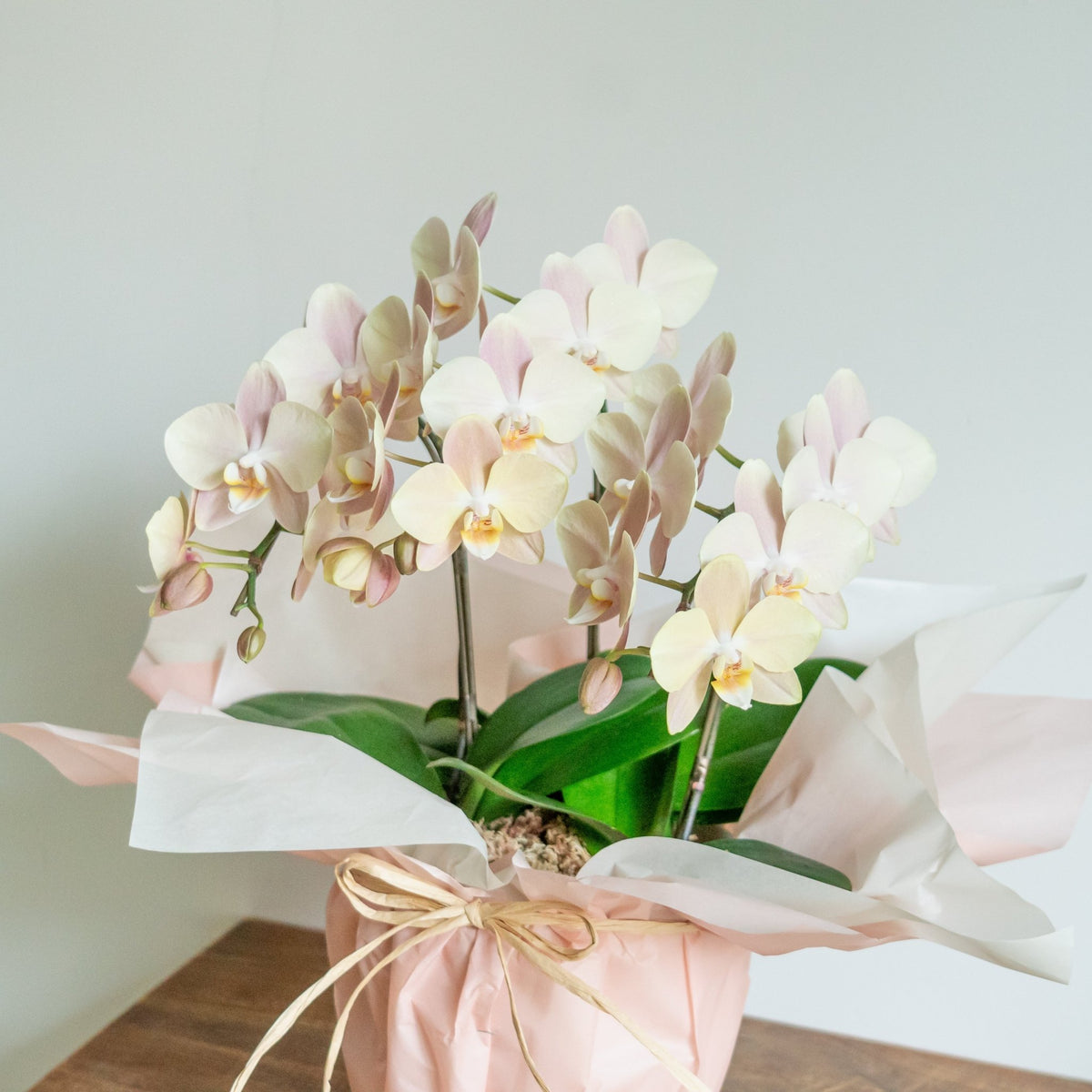 ミニ胡蝶蘭３本立ちをオーダーするならFlower&amp;Plants tette │ 「手から手へ、想いを運ぶフラワーショップ」【板橋駅徒歩4分】【熟練フローリスト夫婦が運営】【最短2営業日で発送】【24時間365日注文OK】【ギフトは3300円〜】フラワーギフトを手から手へ、想いを込めたブーケやアレンジメントで大切な人に感謝と愛情を。シーンや用途に合わせて選びやすい豊富な種