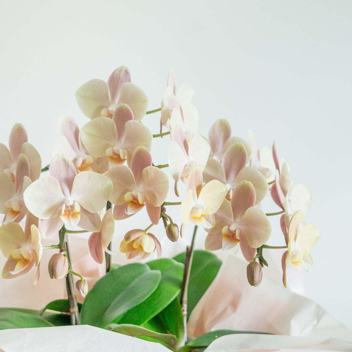 ミニ胡蝶蘭３本立ちをオーダーするならFlower&amp;Plants tette │ 「手から手へ、想いを運ぶフラワーショップ」【板橋駅徒歩4分】【熟練フローリスト夫婦が運営】【最短2営業日で発送】【24時間365日注文OK】【ギフトは3300円〜】フラワーギフトを手から手へ、想いを込めたブーケやアレンジメントで大切な人に感謝と愛情を。シーンや用途に合わせて選びやすい豊富な種