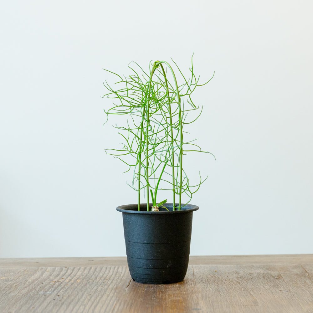蒼角殿 3.5号をオーダーするならFlower&amp;Plants tette │ 「手から手へ、想いを運ぶフラワーショップ」【板橋駅徒歩4分】【熟練フローリスト夫婦が運営】【最短2営業日で発送】【24時間365日注文OK】【ギフトは3300円〜】フラワーギフトを手から手へ、想いを込めたブーケやアレンジメントで大切な人に感謝と愛情を。シーンや用途に合わせて選びやすい豊富な種