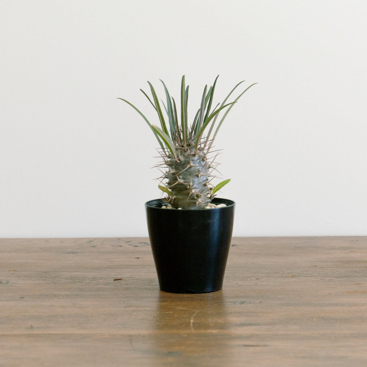 パキポディウム　3.5号をオーダーするならFlower&amp;Plants tette │ 「手から手へ、想いを運ぶフラワーショップ」【板橋駅徒歩4分】【熟練フローリスト夫婦が運営】【最短2営業日で発送】【24時間365日注文OK】【ギフトは3300円〜】フラワーギフトを手から手へ、想いを込めたブーケやアレンジメントで大切な人に感謝と愛情を。シーンや用途に合わせて選びやすい豊富な種