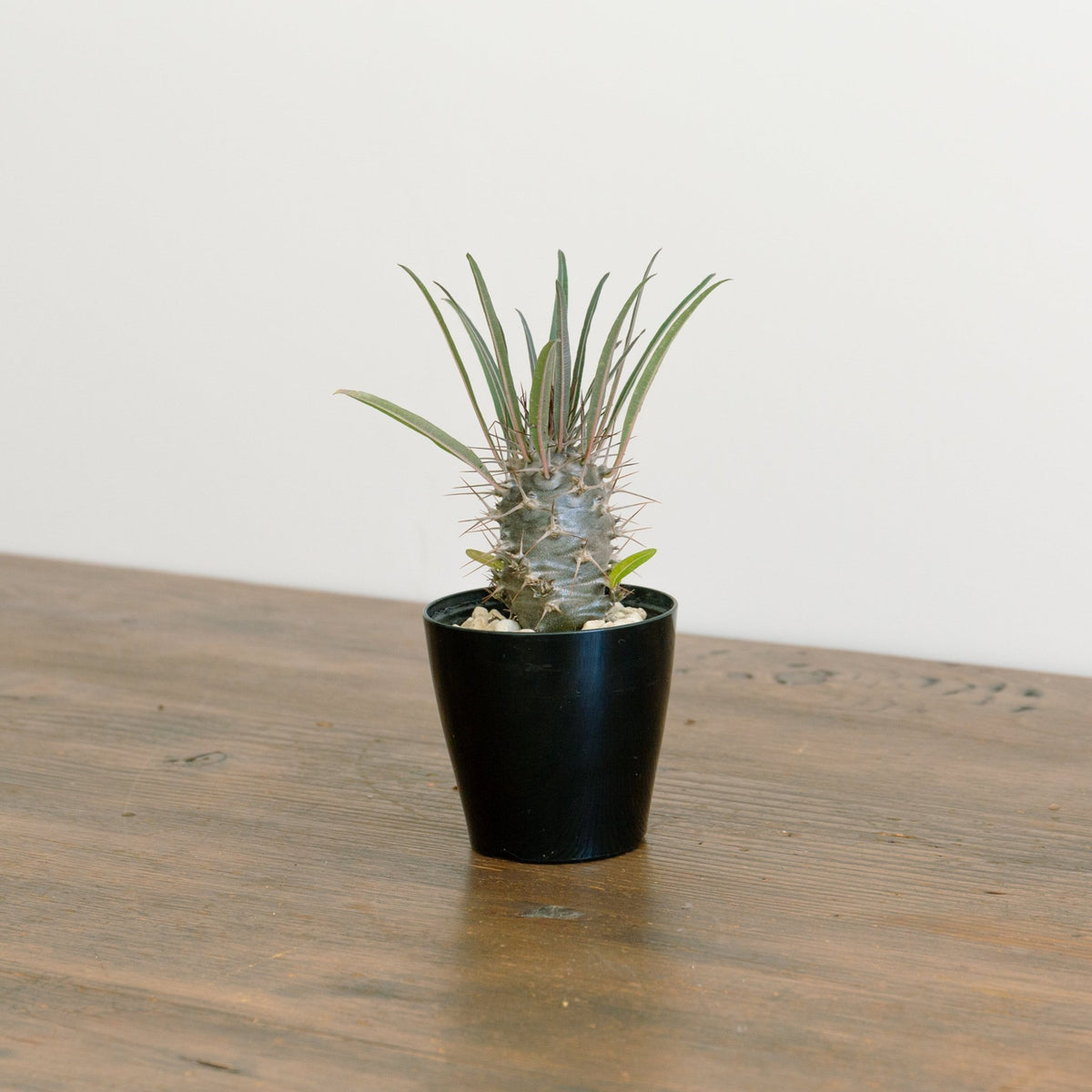 パキポディウム　3.5号をオーダーするならFlower&amp;Plants tette │ 「手から手へ、想いを運ぶフラワーショップ」【板橋駅徒歩4分】【熟練フローリスト夫婦が運営】【最短2営業日で発送】【24時間365日注文OK】【ギフトは3300円〜】フラワーギフトを手から手へ、想いを込めたブーケやアレンジメントで大切な人に感謝と愛情を。シーンや用途に合わせて選びやすい豊富な種