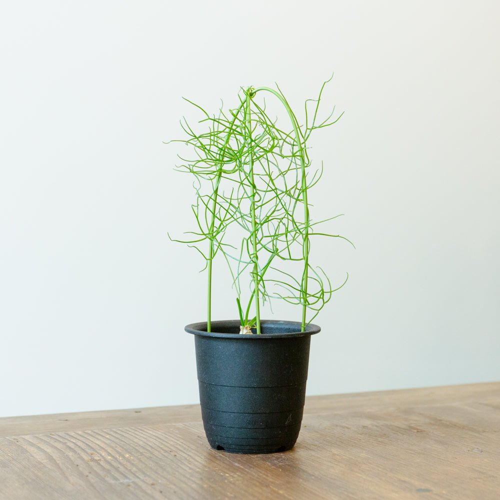 蒼角殿 3.5号をオーダーするならFlower&amp;Plants tette │ 「手から手へ、想いを運ぶフラワーショップ」【板橋駅徒歩4分】【熟練フローリスト夫婦が運営】【最短2営業日で発送】【24時間365日注文OK】【ギフトは3300円〜】フラワーギフトを手から手へ、想いを込めたブーケやアレンジメントで大切な人に感謝と愛情を。シーンや用途に合わせて選びやすい豊富な種