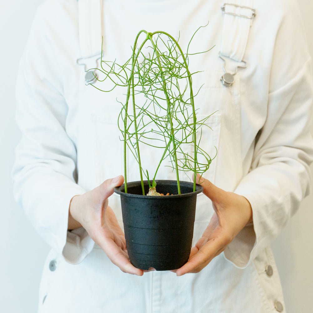 蒼角殿 3.5号をオーダーするならFlower&amp;Plants tette │ 「手から手へ、想いを運ぶフラワーショップ」【板橋駅徒歩4分】【熟練フローリスト夫婦が運営】【最短2営業日で発送】【24時間365日注文OK】【ギフトは3300円〜】フラワーギフトを手から手へ、想いを込めたブーケやアレンジメントで大切な人に感謝と愛情を。シーンや用途に合わせて選びやすい豊富な種