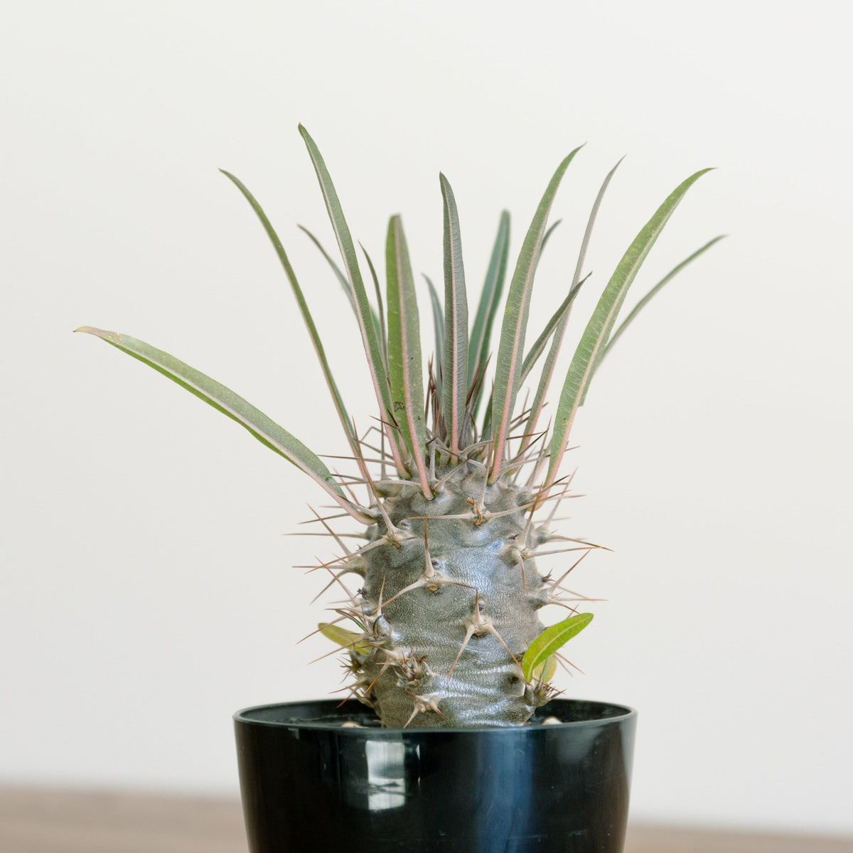 パキポディウム　3.5号をオーダーするならFlower&amp;Plants tette │ 「手から手へ、想いを運ぶフラワーショップ」【板橋駅徒歩4分】【熟練フローリスト夫婦が運営】【最短2営業日で発送】【24時間365日注文OK】【ギフトは3300円〜】フラワーギフトを手から手へ、想いを込めたブーケやアレンジメントで大切な人に感謝と愛情を。シーンや用途に合わせて選びやすい豊富な種