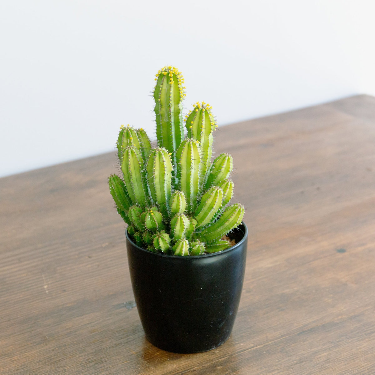 ユーフォルビア　スプリングイエロー　4号をオーダーするならFlower&amp;Plants tette │ 「手から手へ、想いを運ぶフラワーショップ」【板橋駅徒歩4分】【熟練フローリスト夫婦が運営】【最短2営業日で発送】【24時間365日注文OK】【ギフトは3300円〜】フラワーギフトを手から手へ、想いを込めたブーケやアレンジメントで大切な人に感謝と愛情を。シーンや用途に合わせて選びやすい豊富な種