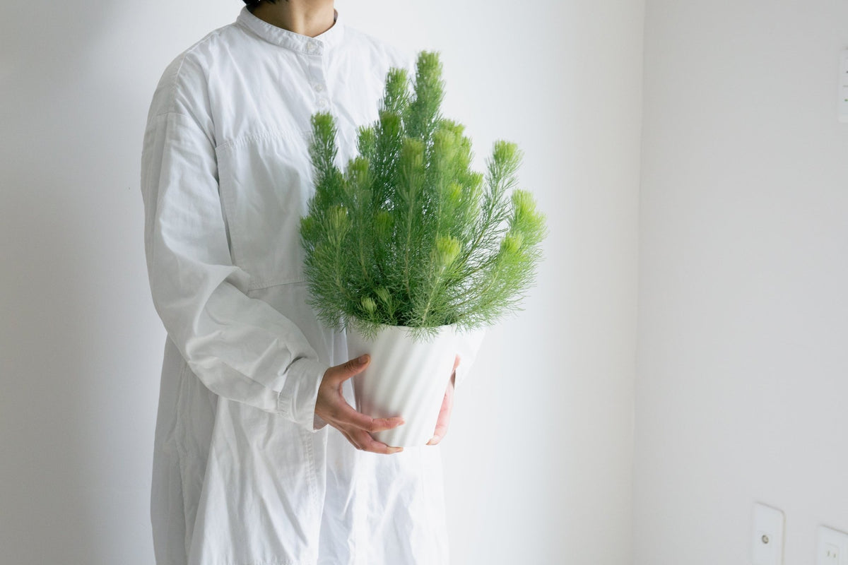 ウーリーブッシュ　5号をオーダーするならFlower&amp;Plants tette │ 「手から手へ、想いを運ぶフラワーショップ」【板橋駅徒歩4分】【熟練フローリスト夫婦が運営】【最短2営業日で発送】【24時間365日注文OK】【ギフトは3300円〜】フラワーギフトを手から手へ、想いを込めたブーケやアレンジメントで大切な人に感謝と愛情を。シーンや用途に合わせて選びやすい豊富な種