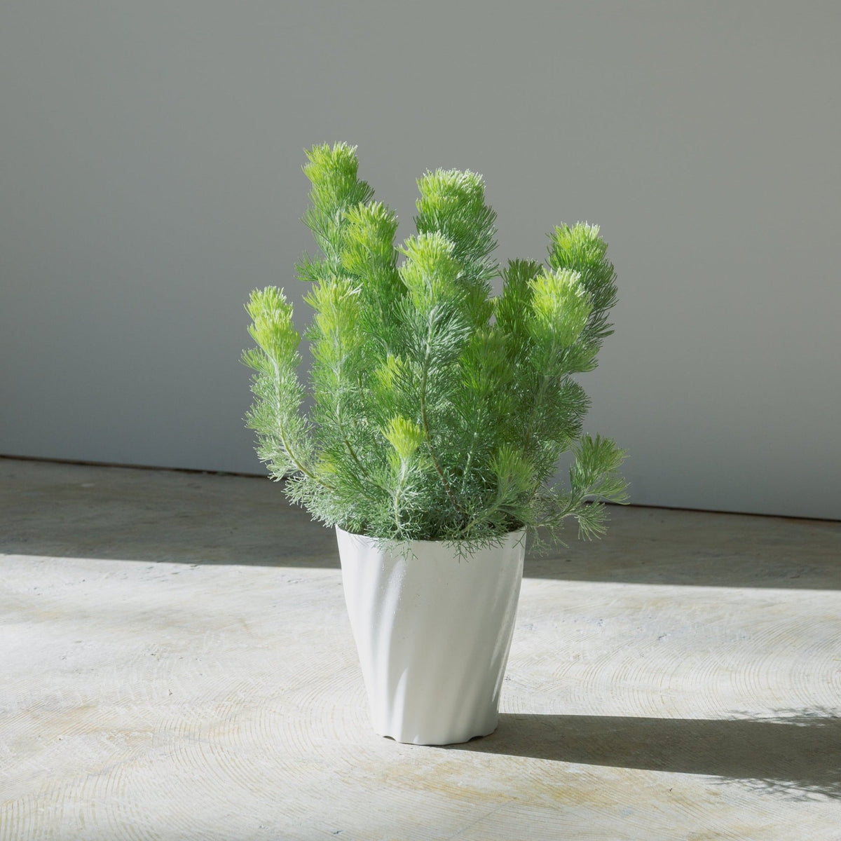 ウーリーブッシュ　5号をオーダーするならFlower&amp;Plants tette │ 「手から手へ、想いを運ぶフラワーショップ」【板橋駅徒歩4分】【熟練フローリスト夫婦が運営】【最短2営業日で発送】【24時間365日注文OK】【ギフトは3300円〜】フラワーギフトを手から手へ、想いを込めたブーケやアレンジメントで大切な人に感謝と愛情を。シーンや用途に合わせて選びやすい豊富な種