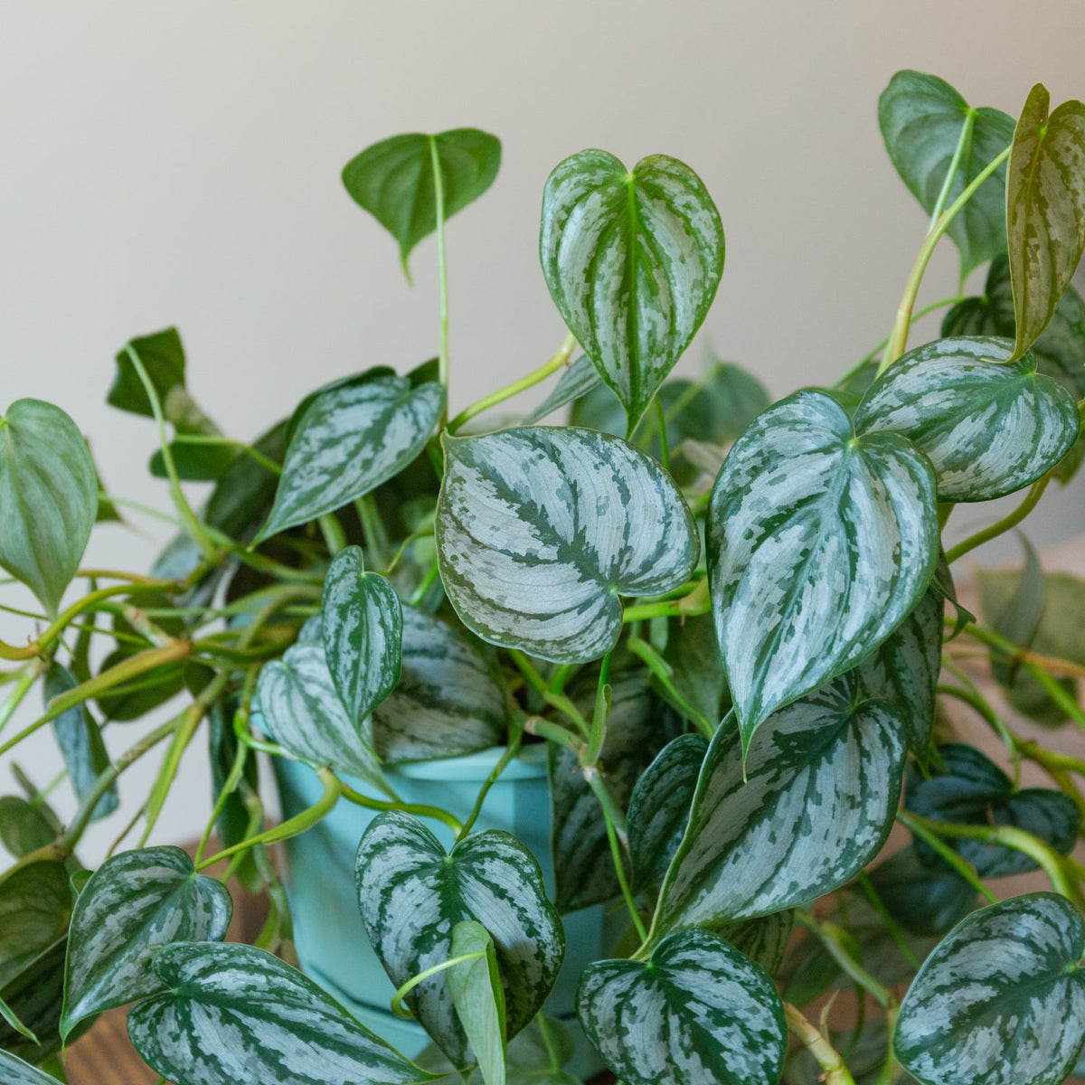フィロデンドロン　シロガネカズラ５号をオーダーするならFlower&amp;Plants tette │ 「手から手へ、想いを運ぶフラワーショップ」【板橋駅徒歩4分】【熟練フローリスト夫婦が運営】【最短2営業日で発送】【24時間365日注文OK】【ギフトは3300円〜】フラワーギフトを手から手へ、想いを込めたブーケやアレンジメントで大切な人に感謝と愛情を。シーンや用途に合わせて選びやすい豊富な種