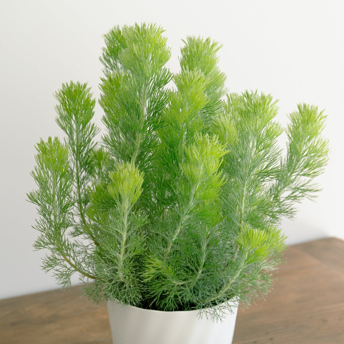 ウーリーブッシュ　5号をオーダーするならFlower&amp;Plants tette │ 「手から手へ、想いを運ぶフラワーショップ」【板橋駅徒歩4分】【熟練フローリスト夫婦が運営】【最短2営業日で発送】【24時間365日注文OK】【ギフトは3300円〜】フラワーギフトを手から手へ、想いを込めたブーケやアレンジメントで大切な人に感謝と愛情を。シーンや用途に合わせて選びやすい豊富な種