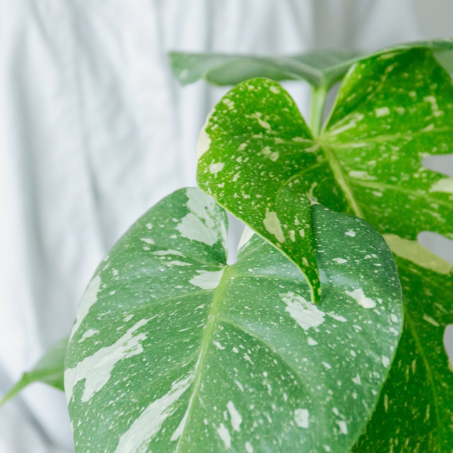 モンステラ　タイコンステレーション　5号をオーダーするならFlower&amp;Plants tette │ 「手から手へ、想いを運ぶフラワーショップ」【板橋駅徒歩4分】【熟練フローリスト夫婦が運営】【最短2営業日で発送】【24時間365日注文OK】【ギフトは3300円〜】フラワーギフトを手から手へ、想いを込めたブーケやアレンジメントで大切な人に感謝と愛情を。シーンや用途に合わせて選びやすい豊富な種