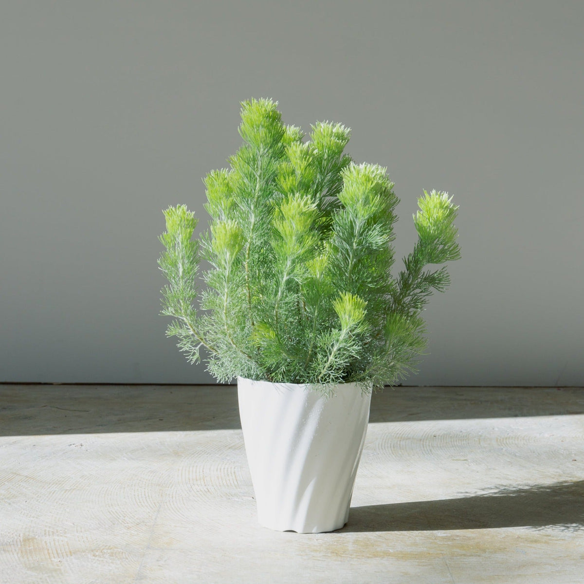 ウーリーブッシュ　5号をオーダーするならFlower&amp;Plants tette │ 「手から手へ、想いを運ぶフラワーショップ」【板橋駅徒歩4分】【熟練フローリスト夫婦が運営】【最短2営業日で発送】【24時間365日注文OK】【ギフトは3300円〜】フラワーギフトを手から手へ、想いを込めたブーケやアレンジメントで大切な人に感謝と愛情を。シーンや用途に合わせて選びやすい豊富な種