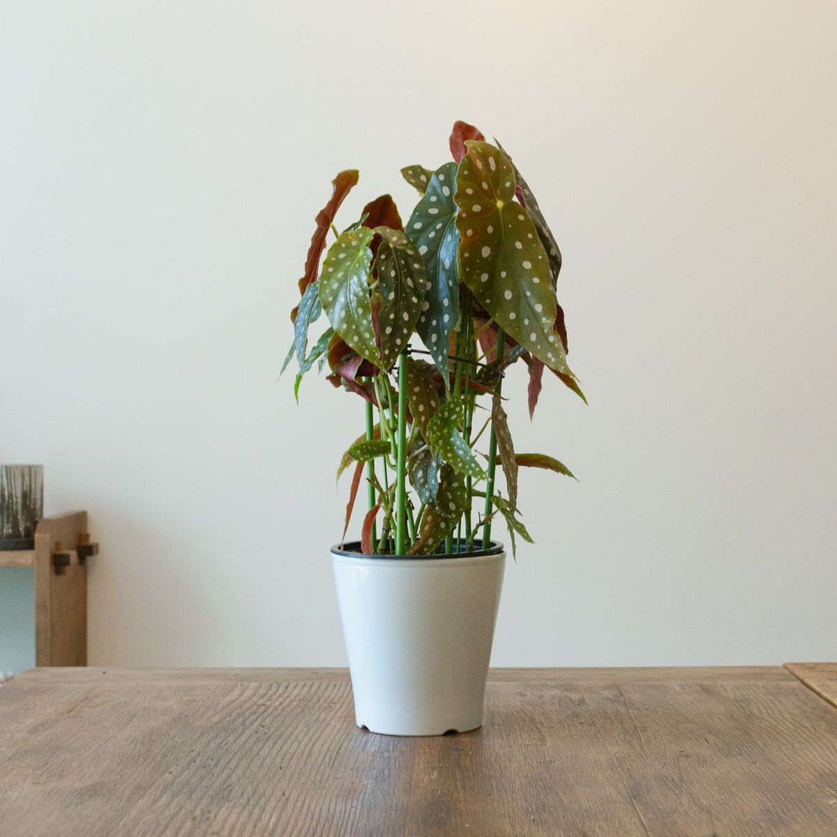 ベゴニア・マクラータ　5号をオーダーするならFlower&amp;Plants tette │ 「手から手へ、想いを運ぶフラワーショップ」【板橋駅徒歩4分】【熟練フローリスト夫婦が運営】【最短2営業日で発送】【24時間365日注文OK】【ギフトは3300円〜】フラワーギフトを手から手へ、想いを込めたブーケやアレンジメントで大切な人に感謝と愛情を。シーンや用途に合わせて選びやすい豊富な種