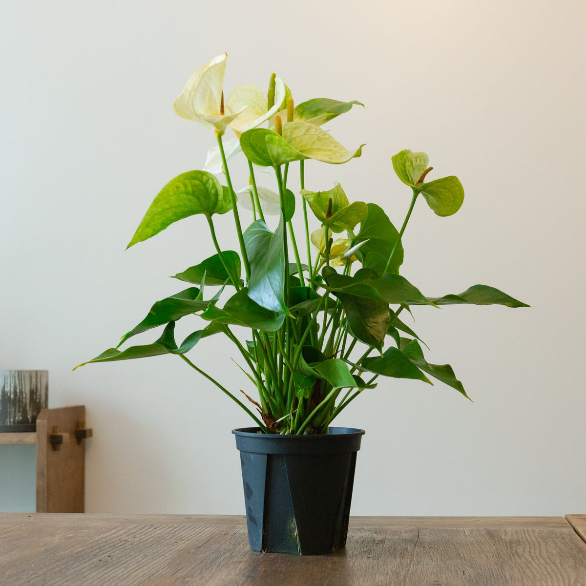 アンスリウム ホワイト　５号をオーダーするならFlower&amp;Plants tette │ 「手から手へ、想いを運ぶフラワーショップ」【板橋駅徒歩4分】【熟練フローリスト夫婦が運営】【最短2営業日で発送】【24時間365日注文OK】【ギフトは3300円〜】フラワーギフトを手から手へ、想いを込めたブーケやアレンジメントで大切な人に感謝と愛情を。シーンや用途に合わせて選びやすい豊富な種