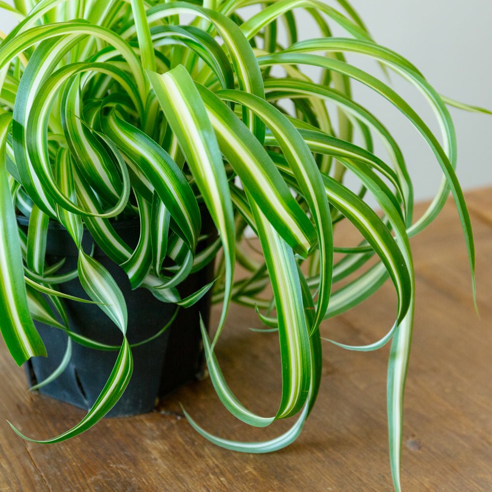 オリヅルラン・ボニー５号をオーダーするならFlower&amp;Plants tette │ 「手から手へ、想いを運ぶフラワーショップ」【板橋駅徒歩4分】【熟練フローリスト夫婦が運営】【最短2営業日で発送】【24時間365日注文OK】【ギフトは3300円〜】フラワーギフトを手から手へ、想いを込めたブーケやアレンジメントで大切な人に感謝と愛情を。シーンや用途に合わせて選びやすい豊富な種