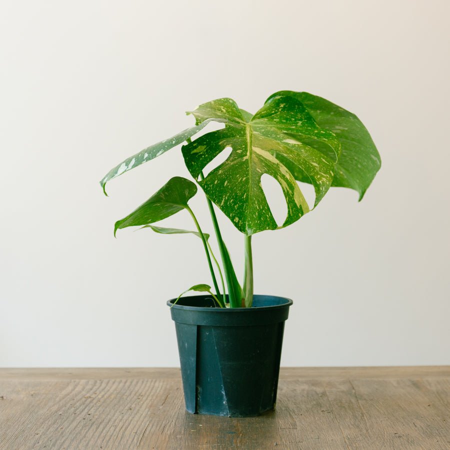 モンステラ　タイコンステレーション　5号をオーダーするならFlower&amp;Plants tette │ 「手から手へ、想いを運ぶフラワーショップ」【板橋駅徒歩4分】【熟練フローリスト夫婦が運営】【最短2営業日で発送】【24時間365日注文OK】【ギフトは3300円〜】フラワーギフトを手から手へ、想いを込めたブーケやアレンジメントで大切な人に感謝と愛情を。シーンや用途に合わせて選びやすい豊富な種