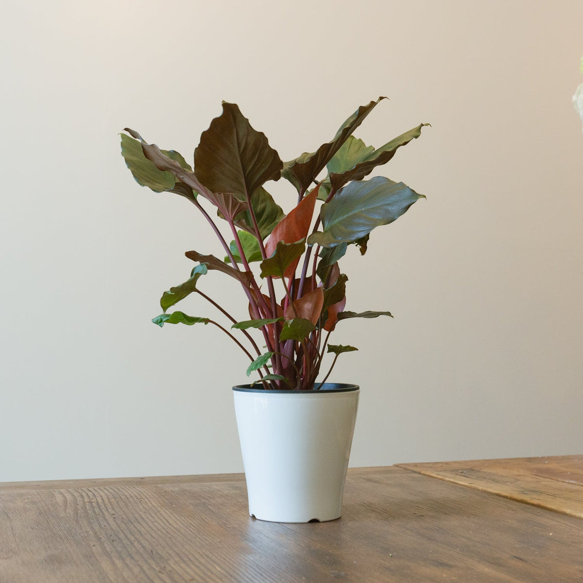 ホマロメナ・ルベスケンス　　フレイミングレッド５号をオーダーするならFlower&amp;Plants tette │ 「手から手へ、想いを運ぶフラワーショップ」【板橋駅徒歩4分】【熟練フローリスト夫婦が運営】【最短2営業日で発送】【24時間365日注文OK】【ギフトは3300円〜】フラワーギフトを手から手へ、想いを込めたブーケやアレンジメントで大切な人に感謝と愛情を。シーンや用途に合わせて選びやすい豊富な種
