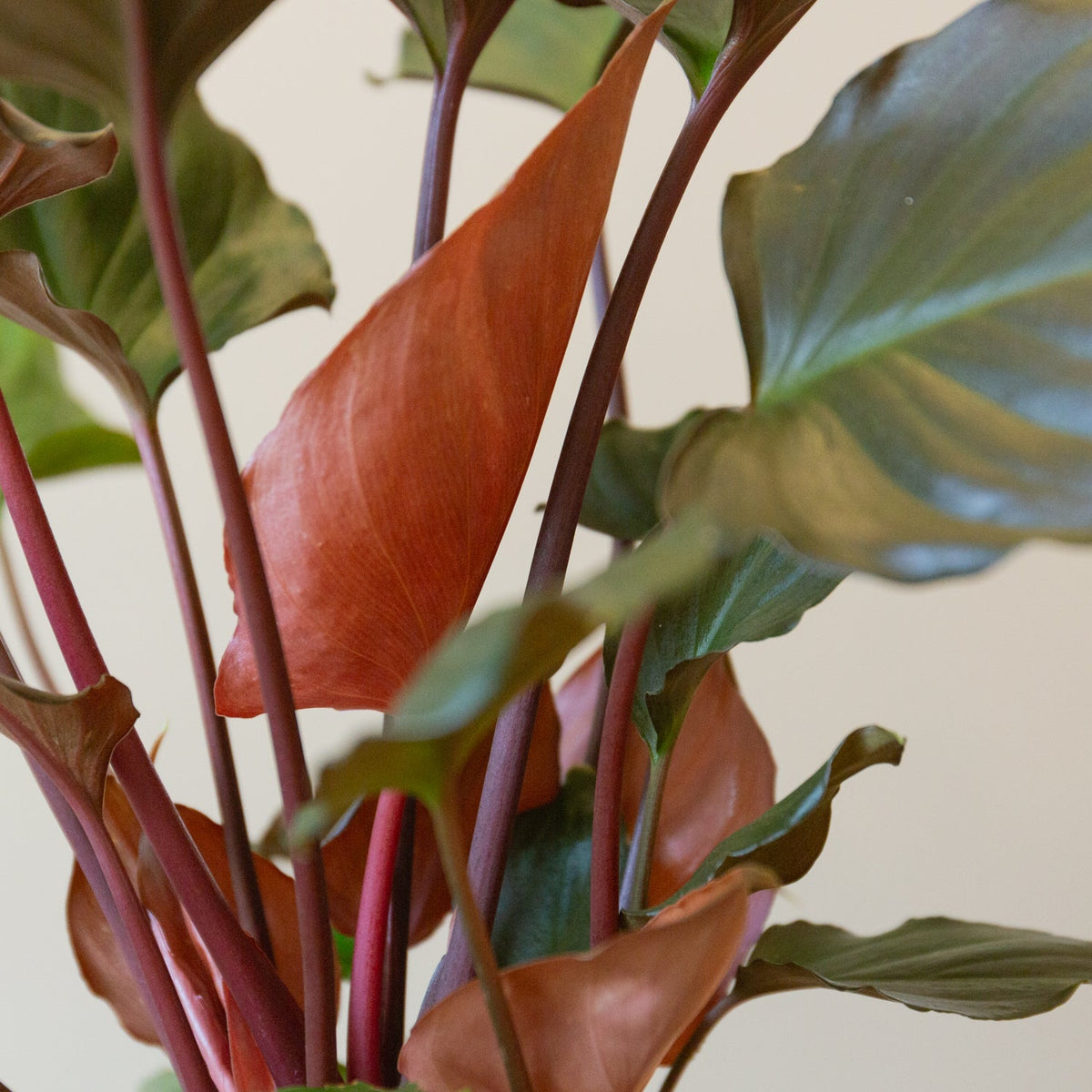 ホマロメナ・ルベスケンス　　フレイミングレッド５号をオーダーするならFlower&amp;Plants tette │ 「手から手へ、想いを運ぶフラワーショップ」【板橋駅徒歩4分】【熟練フローリスト夫婦が運営】【最短2営業日で発送】【24時間365日注文OK】【ギフトは3300円〜】フラワーギフトを手から手へ、想いを込めたブーケやアレンジメントで大切な人に感謝と愛情を。シーンや用途に合わせて選びやすい豊富な種