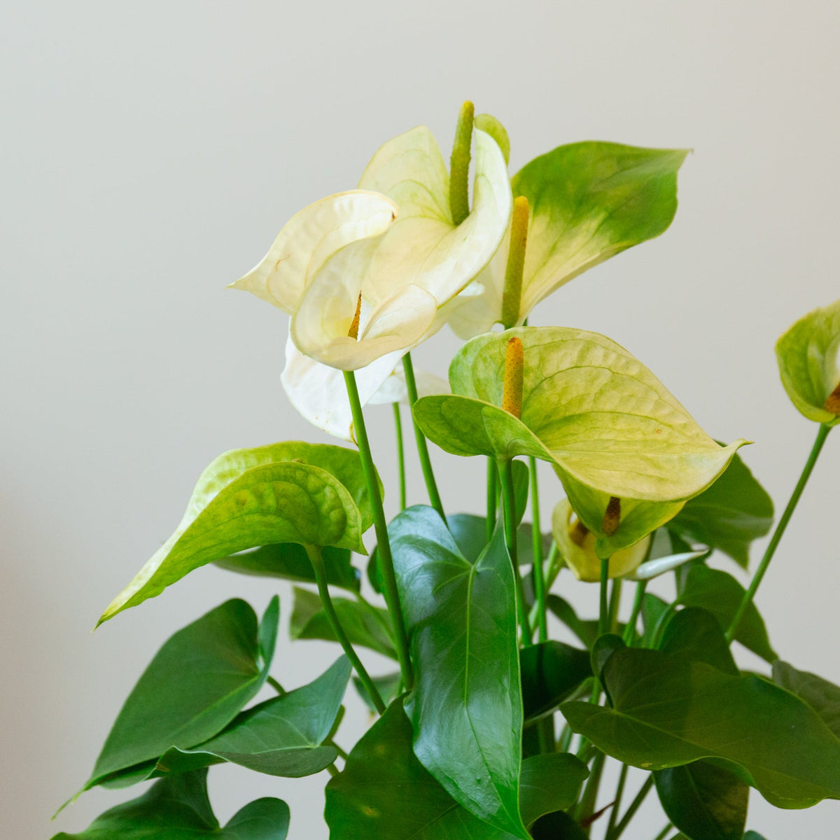 アンスリウム ホワイト　５号をオーダーするならFlower&amp;Plants tette │ 「手から手へ、想いを運ぶフラワーショップ」【板橋駅徒歩4分】【熟練フローリスト夫婦が運営】【最短2営業日で発送】【24時間365日注文OK】【ギフトは3300円〜】フラワーギフトを手から手へ、想いを込めたブーケやアレンジメントで大切な人に感謝と愛情を。シーンや用途に合わせて選びやすい豊富な種