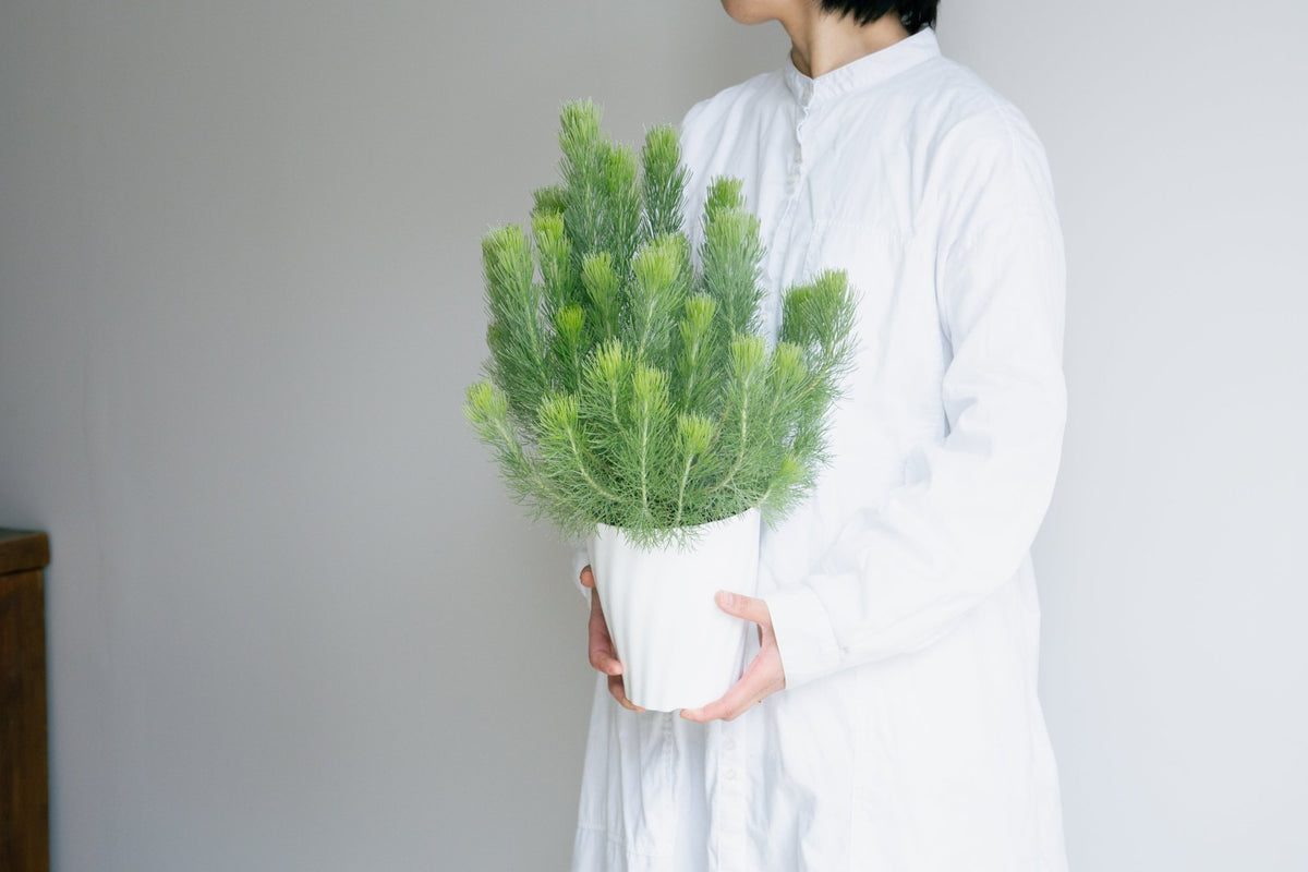 ウーリーブッシュ　5号をオーダーするならFlower&amp;Plants tette │ 「手から手へ、想いを運ぶフラワーショップ」【板橋駅徒歩4分】【熟練フローリスト夫婦が運営】【最短2営業日で発送】【24時間365日注文OK】【ギフトは3300円〜】フラワーギフトを手から手へ、想いを込めたブーケやアレンジメントで大切な人に感謝と愛情を。シーンや用途に合わせて選びやすい豊富な種