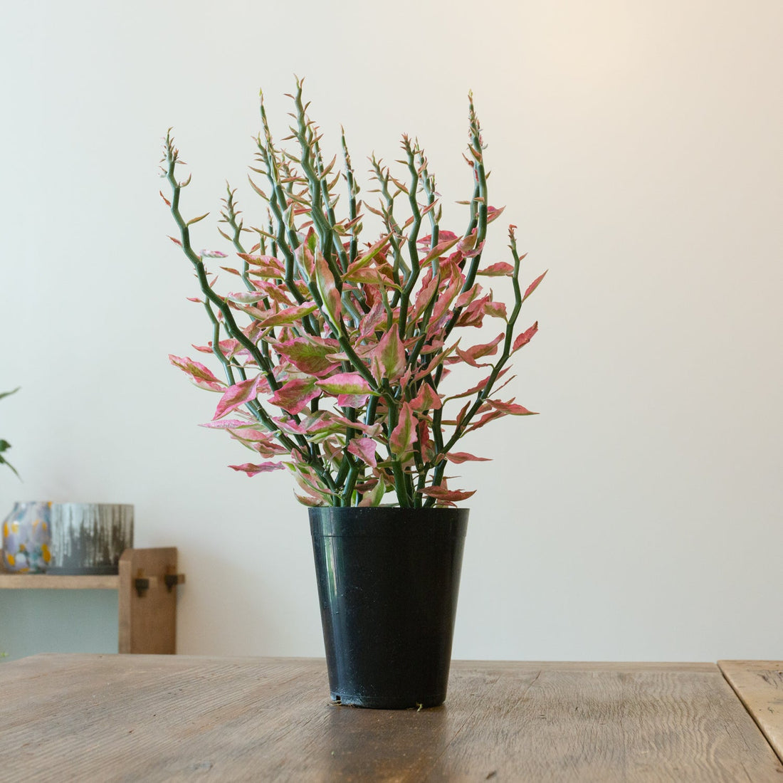 ペディランサス・レッド５号をオーダーするならFlower&amp;Plants tette │ 「手から手へ、想いを運ぶフラワーショップ」【板橋駅徒歩4分】【熟練フローリスト夫婦が運営】【最短2営業日で発送】【24時間365日注文OK】【ギフトは3300円〜】フラワーギフトを手から手へ、想いを込めたブーケやアレンジメントで大切な人に感謝と愛情を。シーンや用途に合わせて選びやすい豊富な種