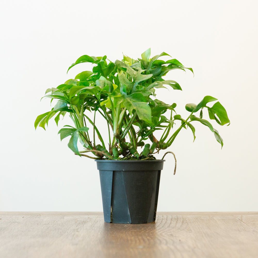 モンステラ ミニマ５号をオーダーするならFlower&amp;Plants tette │ 「手から手へ、想いを運ぶフラワーショップ」【板橋駅徒歩4分】【熟練フローリスト夫婦が運営】【最短2営業日で発送】【24時間365日注文OK】【ギフトは3300円〜】フラワーギフトを手から手へ、想いを込めたブーケやアレンジメントで大切な人に感謝と愛情を。シーンや用途に合わせて選びやすい豊富な種