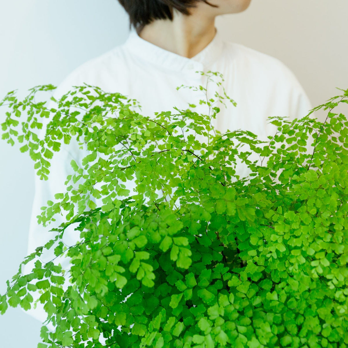 アジアンタム５号をオーダーするならFlower&amp;Plants tette │ 「手から手へ、想いを運ぶフラワーショップ」【板橋駅徒歩4分】【熟練フローリスト夫婦が運営】【最短2営業日で発送】【24時間365日注文OK】【ギフトは3300円〜】フラワーギフトを手から手へ、想いを込めたブーケやアレンジメントで大切な人に感謝と愛情を。シーンや用途に合わせて選びやすい豊富な種