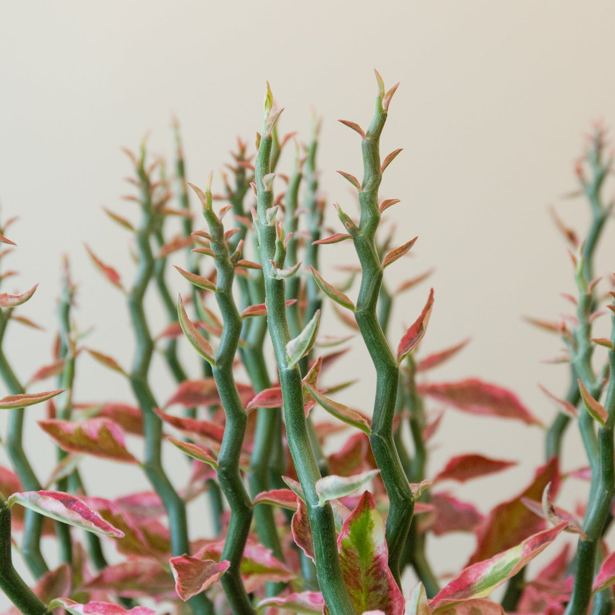 ペディランサス・レッド５号をオーダーするならFlower&amp;Plants tette │ 「手から手へ、想いを運ぶフラワーショップ」【板橋駅徒歩4分】【熟練フローリスト夫婦が運営】【最短2営業日で発送】【24時間365日注文OK】【ギフトは3300円〜】フラワーギフトを手から手へ、想いを込めたブーケやアレンジメントで大切な人に感謝と愛情を。シーンや用途に合わせて選びやすい豊富な種