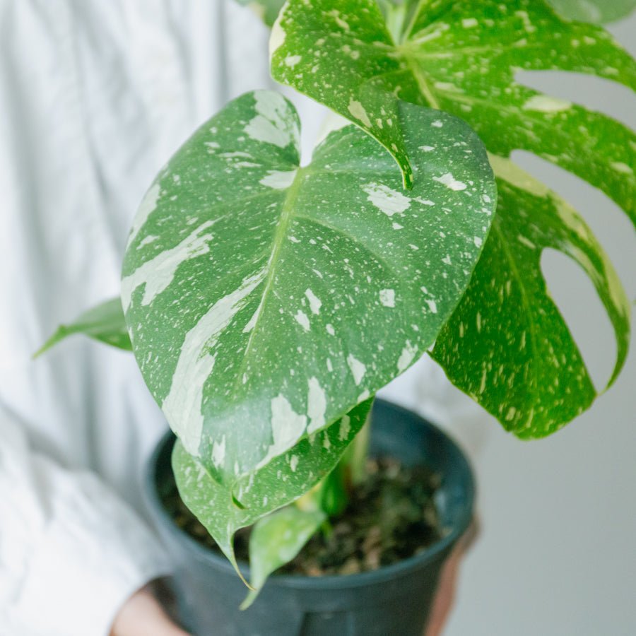 モンステラ　タイコンステレーション　5号をオーダーするならFlower&amp;Plants tette │ 「手から手へ、想いを運ぶフラワーショップ」【板橋駅徒歩4分】【熟練フローリスト夫婦が運営】【最短2営業日で発送】【24時間365日注文OK】【ギフトは3300円〜】フラワーギフトを手から手へ、想いを込めたブーケやアレンジメントで大切な人に感謝と愛情を。シーンや用途に合わせて選びやすい豊富な種
