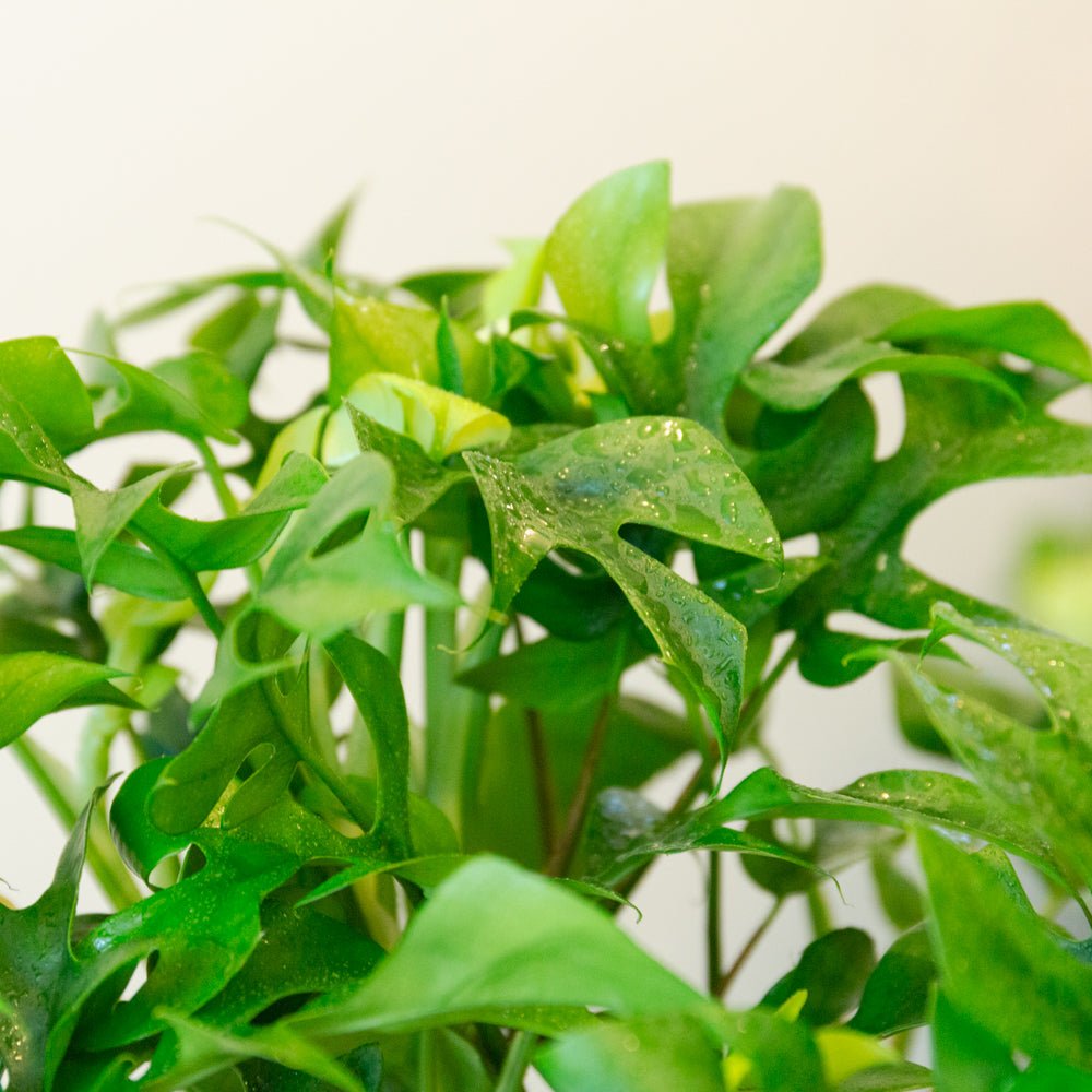 モンステラ ミニマ５号をオーダーするならFlower&amp;Plants tette │ 「手から手へ、想いを運ぶフラワーショップ」【板橋駅徒歩4分】【熟練フローリスト夫婦が運営】【最短2営業日で発送】【24時間365日注文OK】【ギフトは3300円〜】フラワーギフトを手から手へ、想いを込めたブーケやアレンジメントで大切な人に感謝と愛情を。シーンや用途に合わせて選びやすい豊富な種
