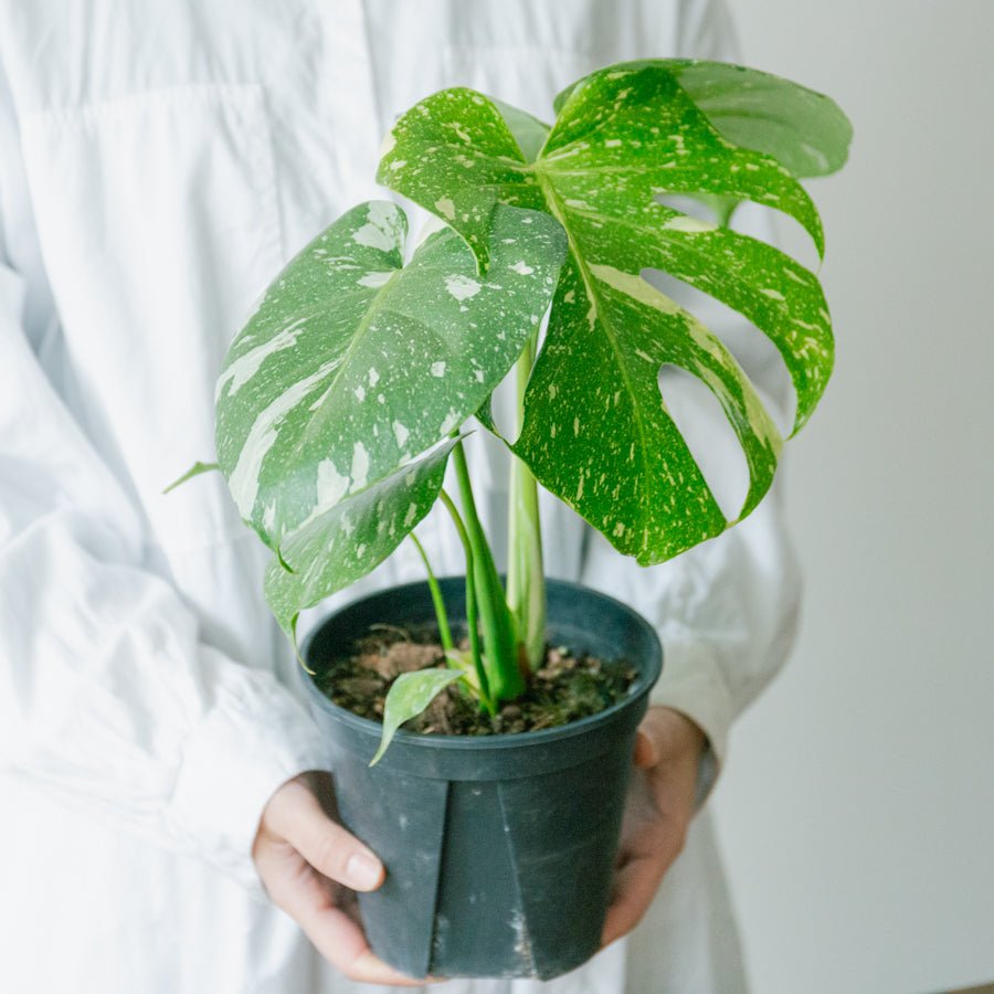 モンステラ　タイコンステレーション　5号をオーダーするならFlower&amp;Plants tette │ 「手から手へ、想いを運ぶフラワーショップ」【板橋駅徒歩4分】【熟練フローリスト夫婦が運営】【最短2営業日で発送】【24時間365日注文OK】【ギフトは3300円〜】フラワーギフトを手から手へ、想いを込めたブーケやアレンジメントで大切な人に感謝と愛情を。シーンや用途に合わせて選びやすい豊富な種