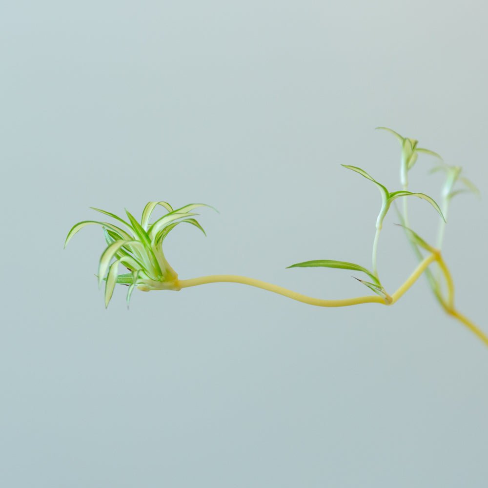 オリヅルラン・ボニー５号をオーダーするならFlower&amp;Plants tette │ 「手から手へ、想いを運ぶフラワーショップ」【板橋駅徒歩4分】【熟練フローリスト夫婦が運営】【最短2営業日で発送】【24時間365日注文OK】【ギフトは3300円〜】フラワーギフトを手から手へ、想いを込めたブーケやアレンジメントで大切な人に感謝と愛情を。シーンや用途に合わせて選びやすい豊富な種