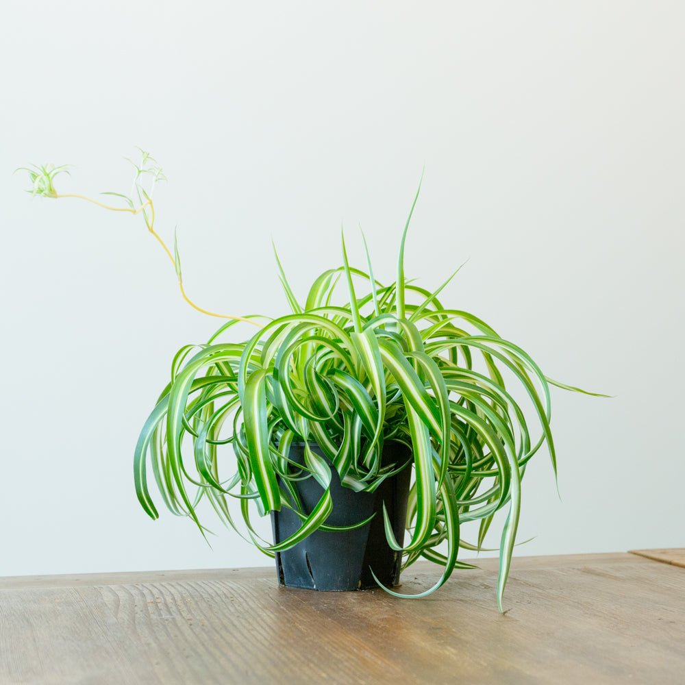 オリヅルラン・ボニー５号をオーダーするならFlower&amp;Plants tette │ 「手から手へ、想いを運ぶフラワーショップ」【板橋駅徒歩4分】【熟練フローリスト夫婦が運営】【最短2営業日で発送】【24時間365日注文OK】【ギフトは3300円〜】フラワーギフトを手から手へ、想いを込めたブーケやアレンジメントで大切な人に感謝と愛情を。シーンや用途に合わせて選びやすい豊富な種