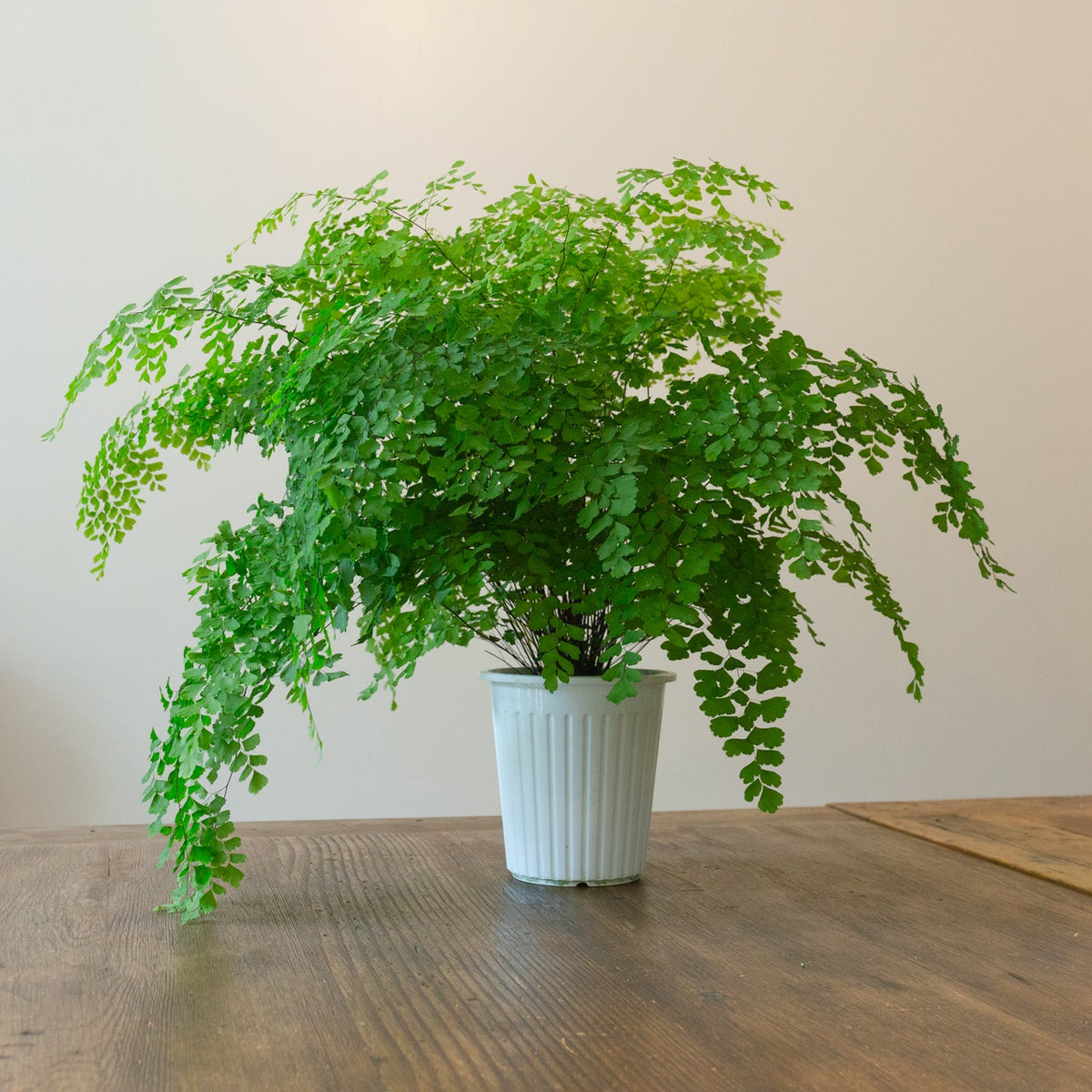 アジアンタム５号をオーダーするならFlower&amp;Plants tette │ 「手から手へ、想いを運ぶフラワーショップ」【板橋駅徒歩4分】【熟練フローリスト夫婦が運営】【最短2営業日で発送】【24時間365日注文OK】【ギフトは3300円〜】フラワーギフトを手から手へ、想いを込めたブーケやアレンジメントで大切な人に感謝と愛情を。シーンや用途に合わせて選びやすい豊富な種