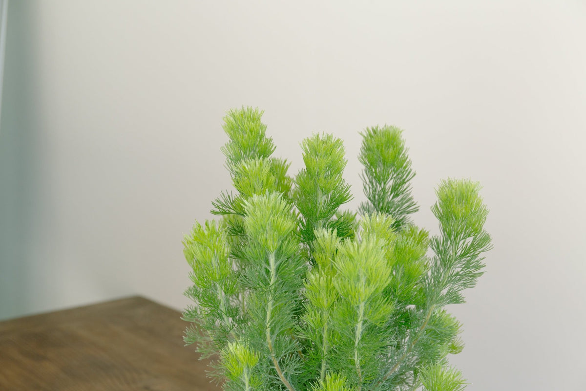 ウーリーブッシュ　5号をオーダーするならFlower&amp;Plants tette │ 「手から手へ、想いを運ぶフラワーショップ」【板橋駅徒歩4分】【熟練フローリスト夫婦が運営】【最短2営業日で発送】【24時間365日注文OK】【ギフトは3300円〜】フラワーギフトを手から手へ、想いを込めたブーケやアレンジメントで大切な人に感謝と愛情を。シーンや用途に合わせて選びやすい豊富な種
