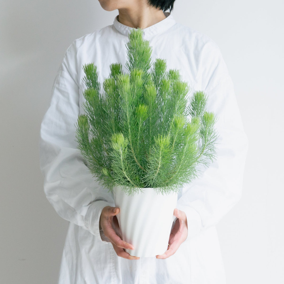 ウーリーブッシュ　5号をオーダーするならFlower&amp;Plants tette │ 「手から手へ、想いを運ぶフラワーショップ」【板橋駅徒歩4分】【熟練フローリスト夫婦が運営】【最短2営業日で発送】【24時間365日注文OK】【ギフトは3300円〜】フラワーギフトを手から手へ、想いを込めたブーケやアレンジメントで大切な人に感謝と愛情を。シーンや用途に合わせて選びやすい豊富な種