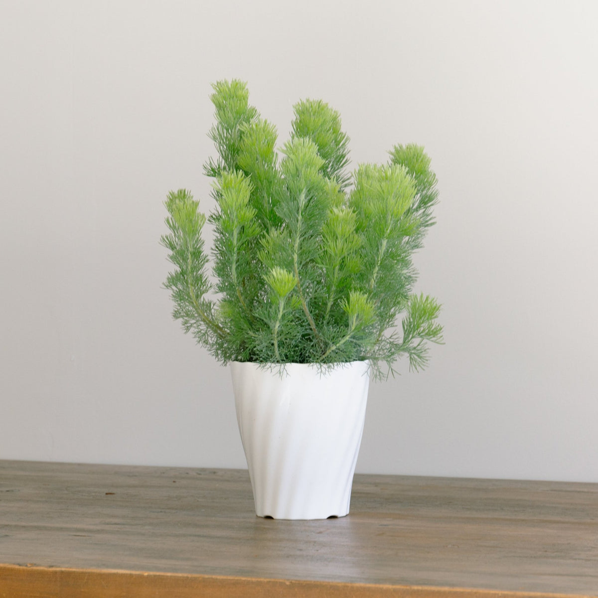 ウーリーブッシュ　5号をオーダーするならFlower&amp;Plants tette │ 「手から手へ、想いを運ぶフラワーショップ」【板橋駅徒歩4分】【熟練フローリスト夫婦が運営】【最短2営業日で発送】【24時間365日注文OK】【ギフトは3300円〜】フラワーギフトを手から手へ、想いを込めたブーケやアレンジメントで大切な人に感謝と愛情を。シーンや用途に合わせて選びやすい豊富な種