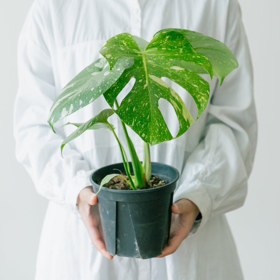 モンステラ　タイコンステレーション　5号をオーダーするならFlower&amp;Plants tette │ 「手から手へ、想いを運ぶフラワーショップ」【板橋駅徒歩4分】【熟練フローリスト夫婦が運営】【最短2営業日で発送】【24時間365日注文OK】【ギフトは3300円〜】フラワーギフトを手から手へ、想いを込めたブーケやアレンジメントで大切な人に感謝と愛情を。シーンや用途に合わせて選びやすい豊富な種