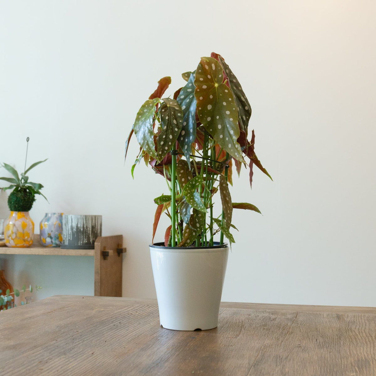 ベゴニア・マクラータ　5号をオーダーするならFlower&amp;Plants tette │ 「手から手へ、想いを運ぶフラワーショップ」【板橋駅徒歩4分】【熟練フローリスト夫婦が運営】【最短2営業日で発送】【24時間365日注文OK】【ギフトは3300円〜】フラワーギフトを手から手へ、想いを込めたブーケやアレンジメントで大切な人に感謝と愛情を。シーンや用途に合わせて選びやすい豊富な種