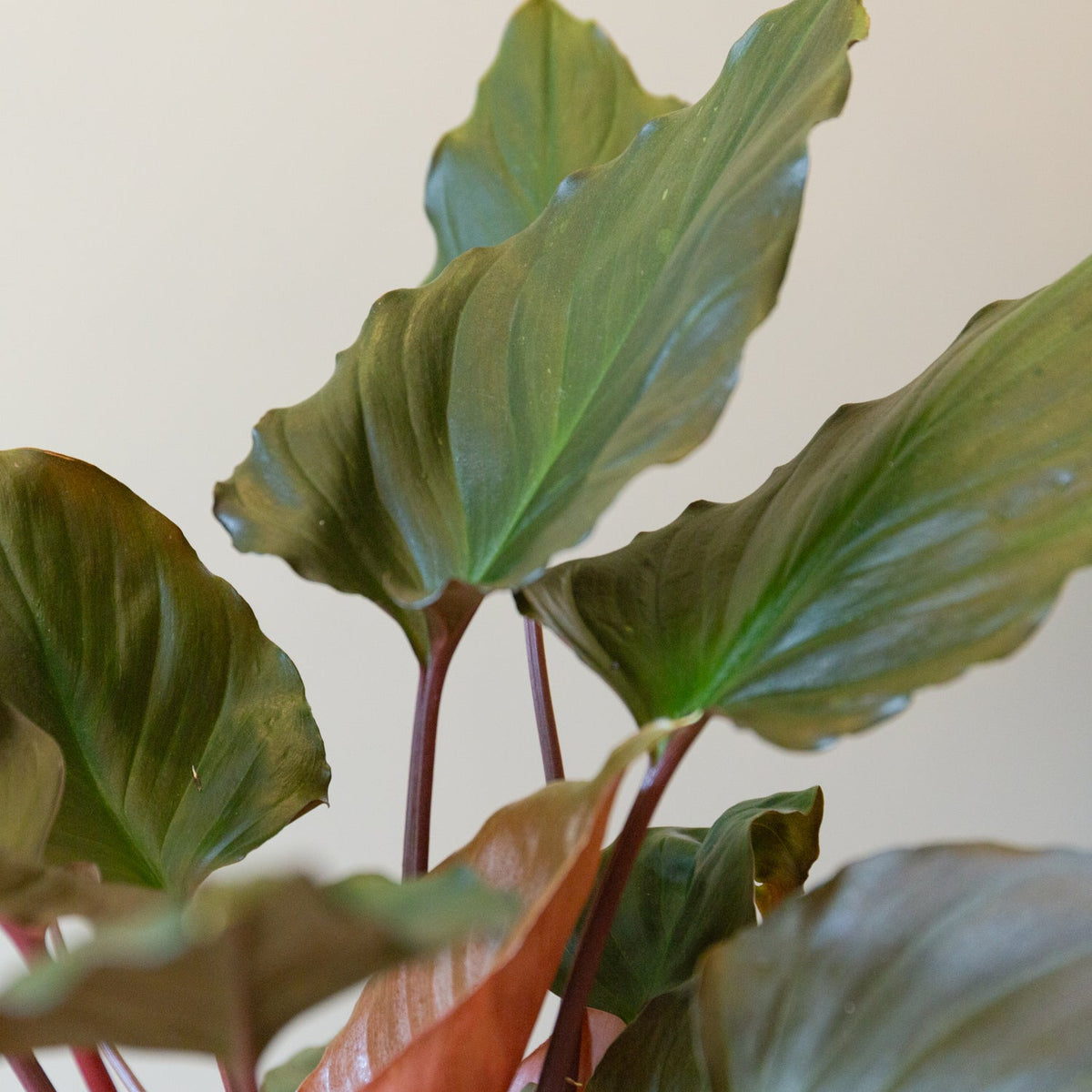 ホマロメナ・ルベスケンス　　フレイミングレッド５号をオーダーするならFlower&amp;Plants tette │ 「手から手へ、想いを運ぶフラワーショップ」【板橋駅徒歩4分】【熟練フローリスト夫婦が運営】【最短2営業日で発送】【24時間365日注文OK】【ギフトは3300円〜】フラワーギフトを手から手へ、想いを込めたブーケやアレンジメントで大切な人に感謝と愛情を。シーンや用途に合わせて選びやすい豊富な種